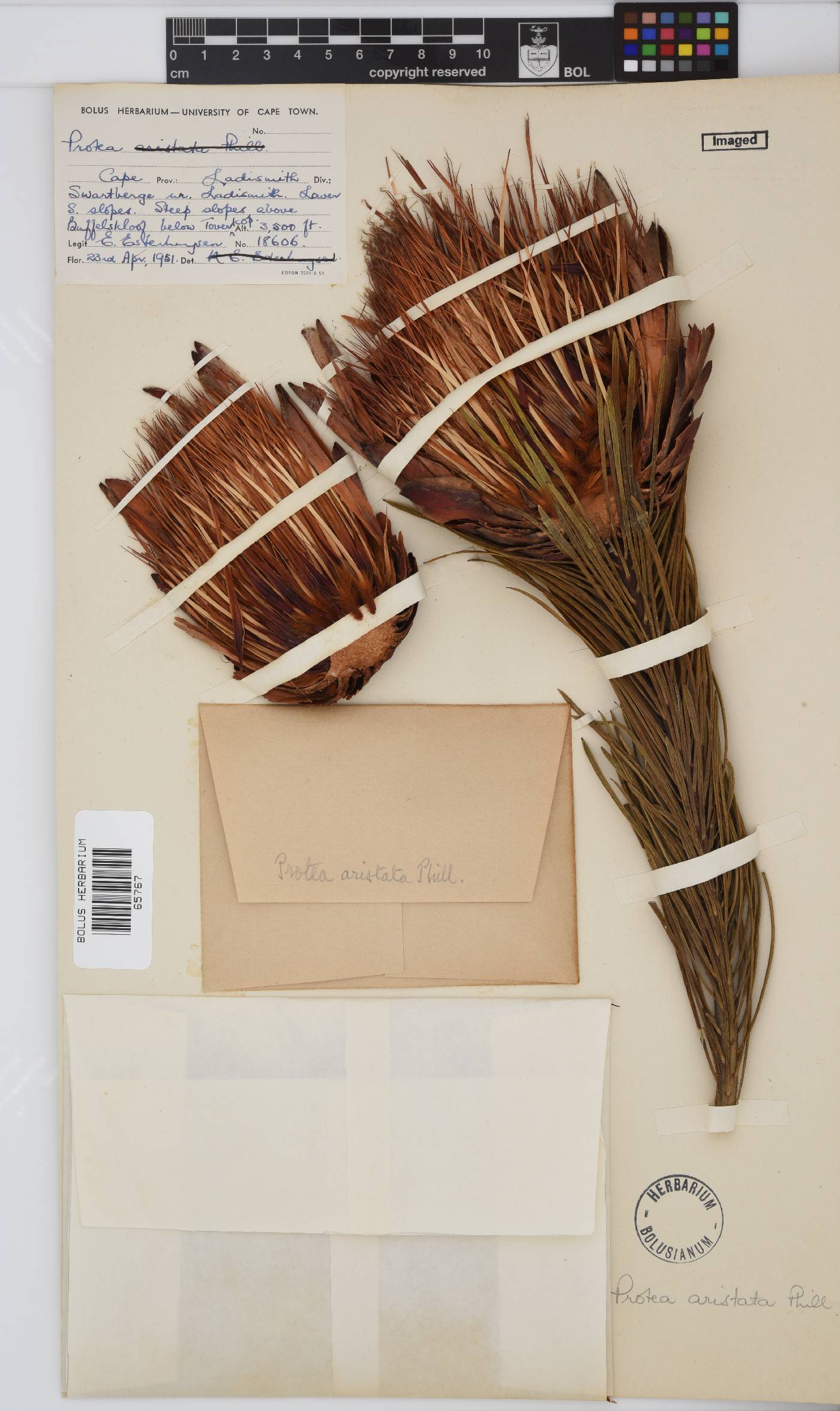 Protea aristata image