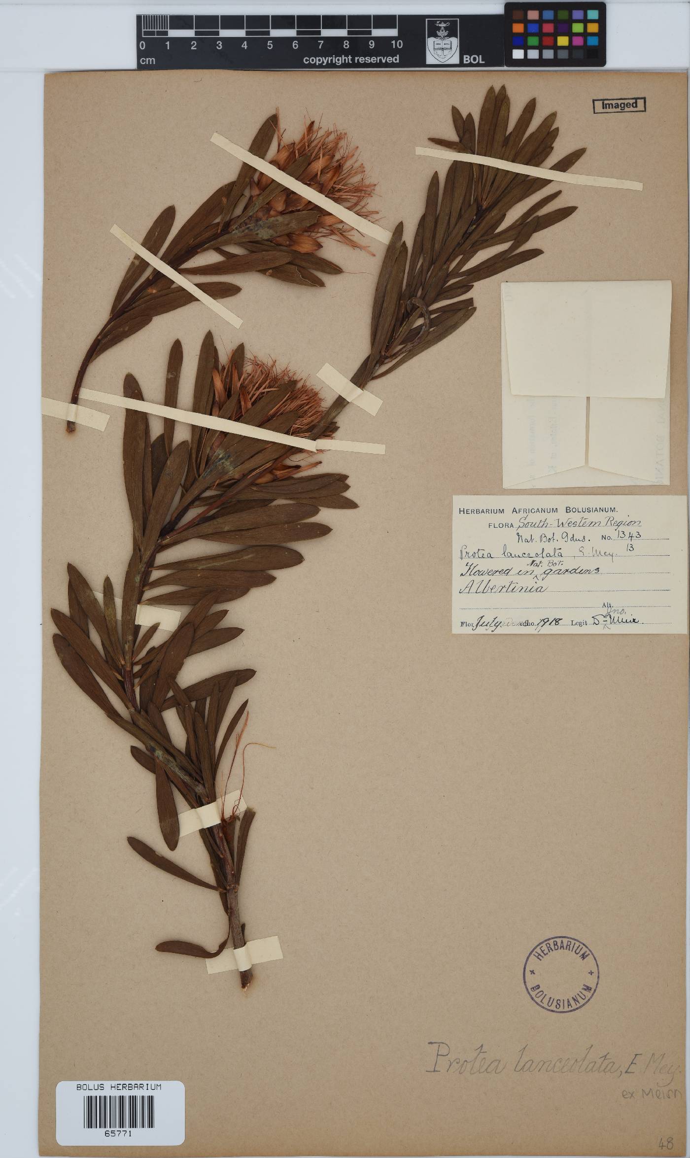 Protea lanceolata image