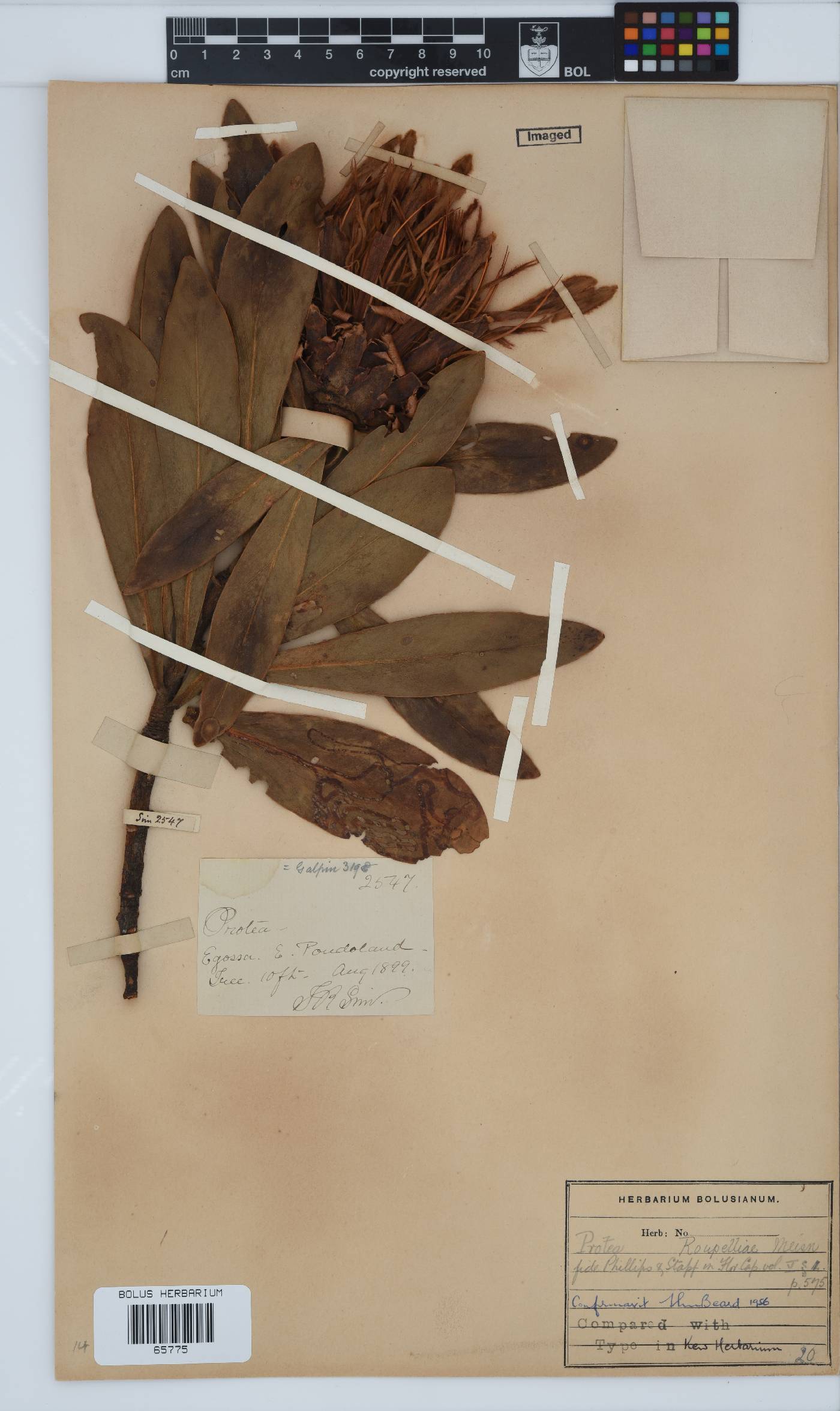 Protea roupelliae subsp. roupelliae image