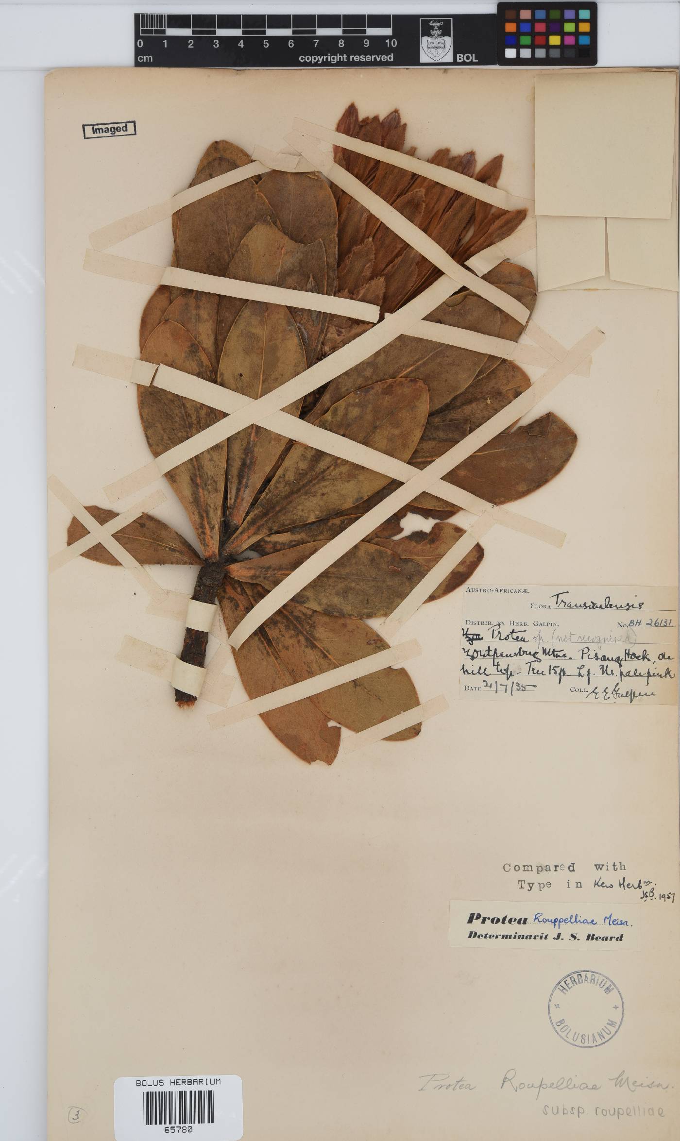 Protea roupelliae subsp. roupelliae image