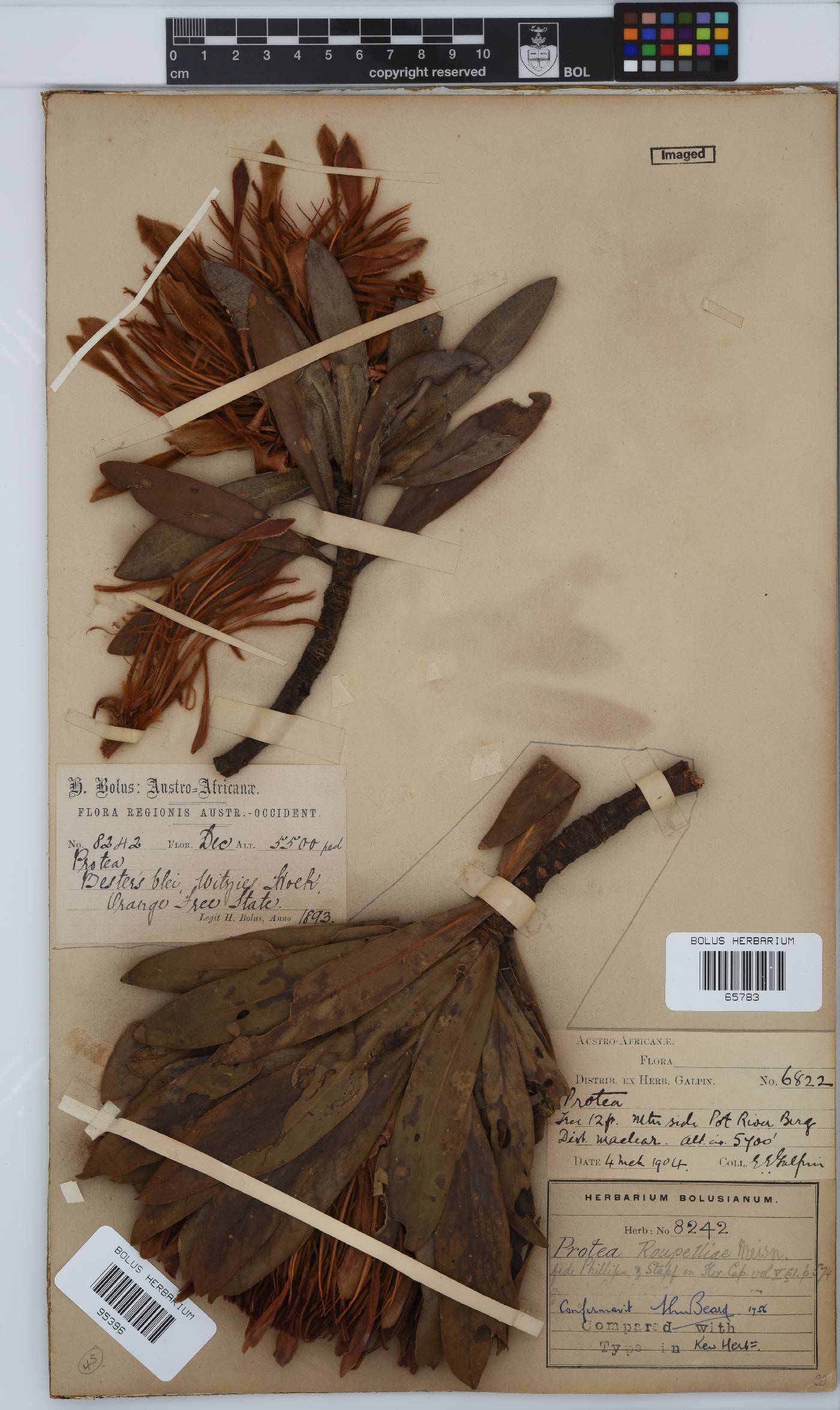 Protea roupelliae subsp. roupelliae image