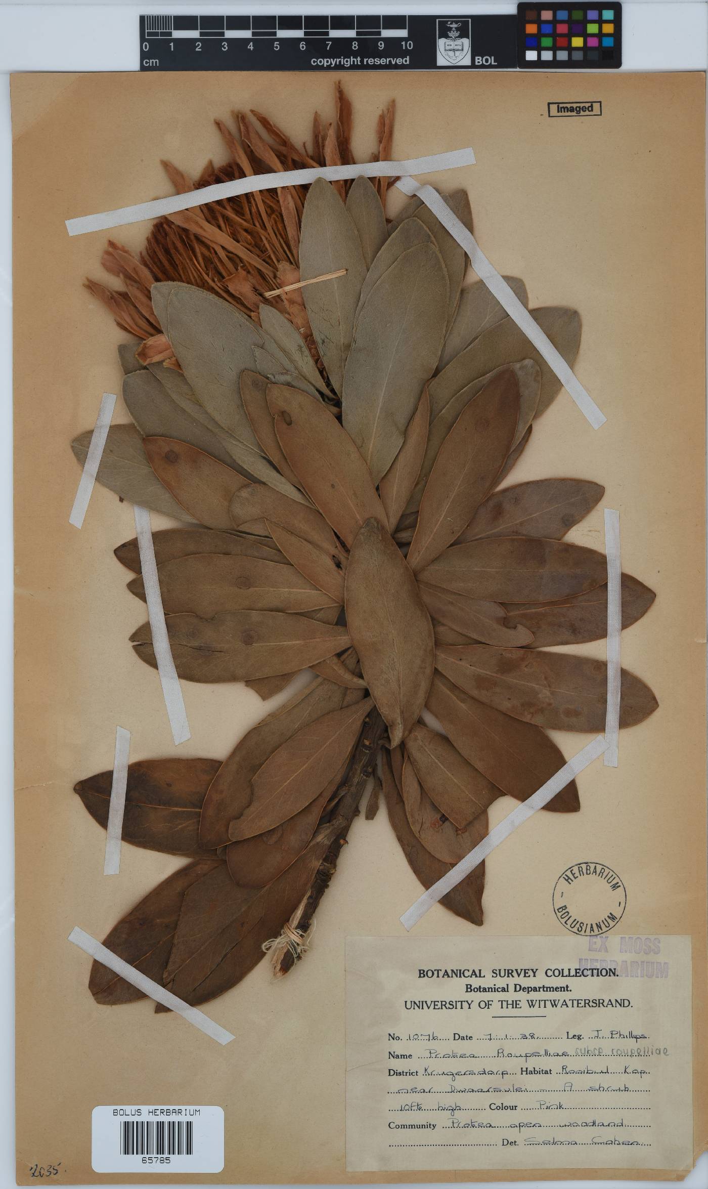 Protea roupelliae image