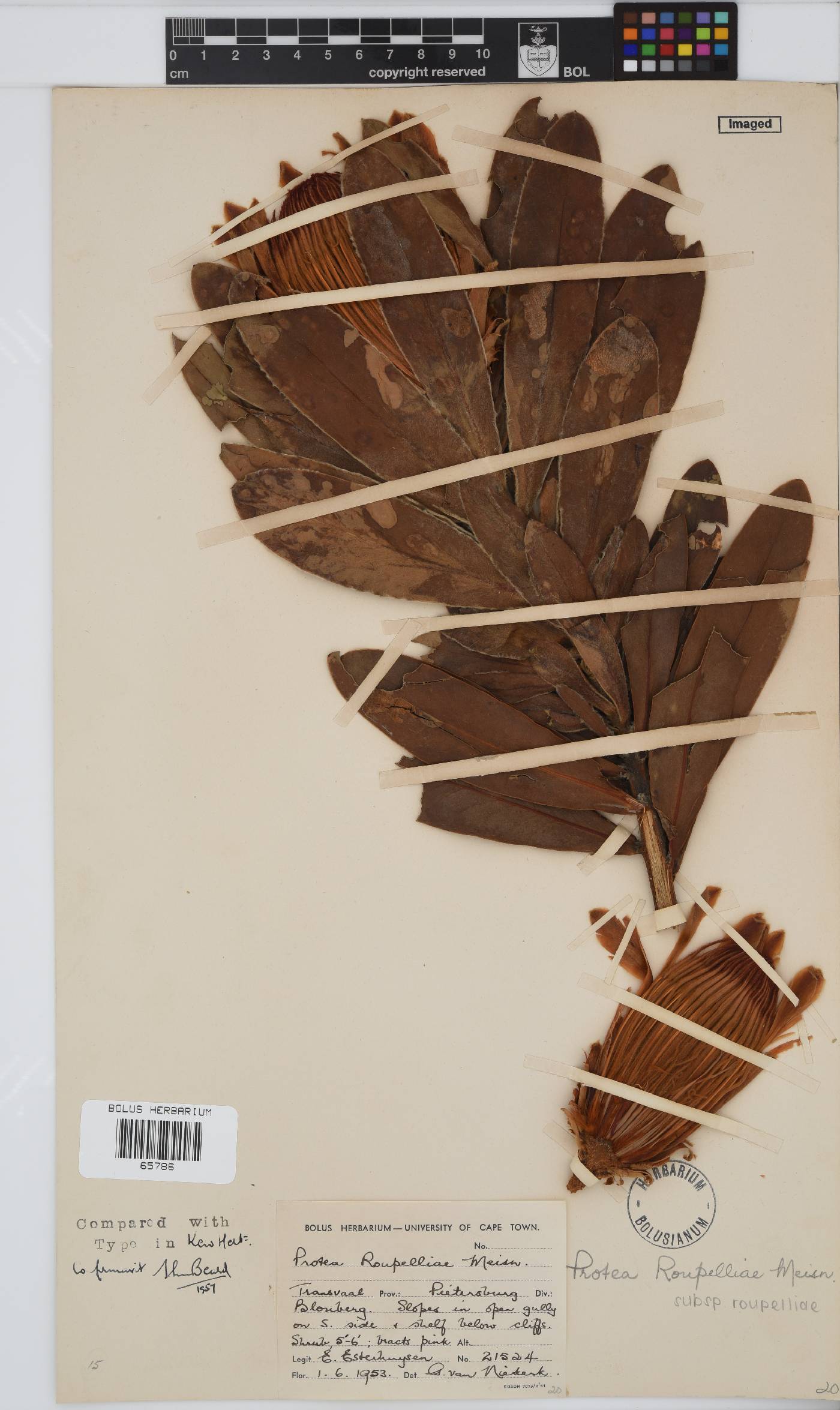 Protea roupelliae subsp. roupelliae image