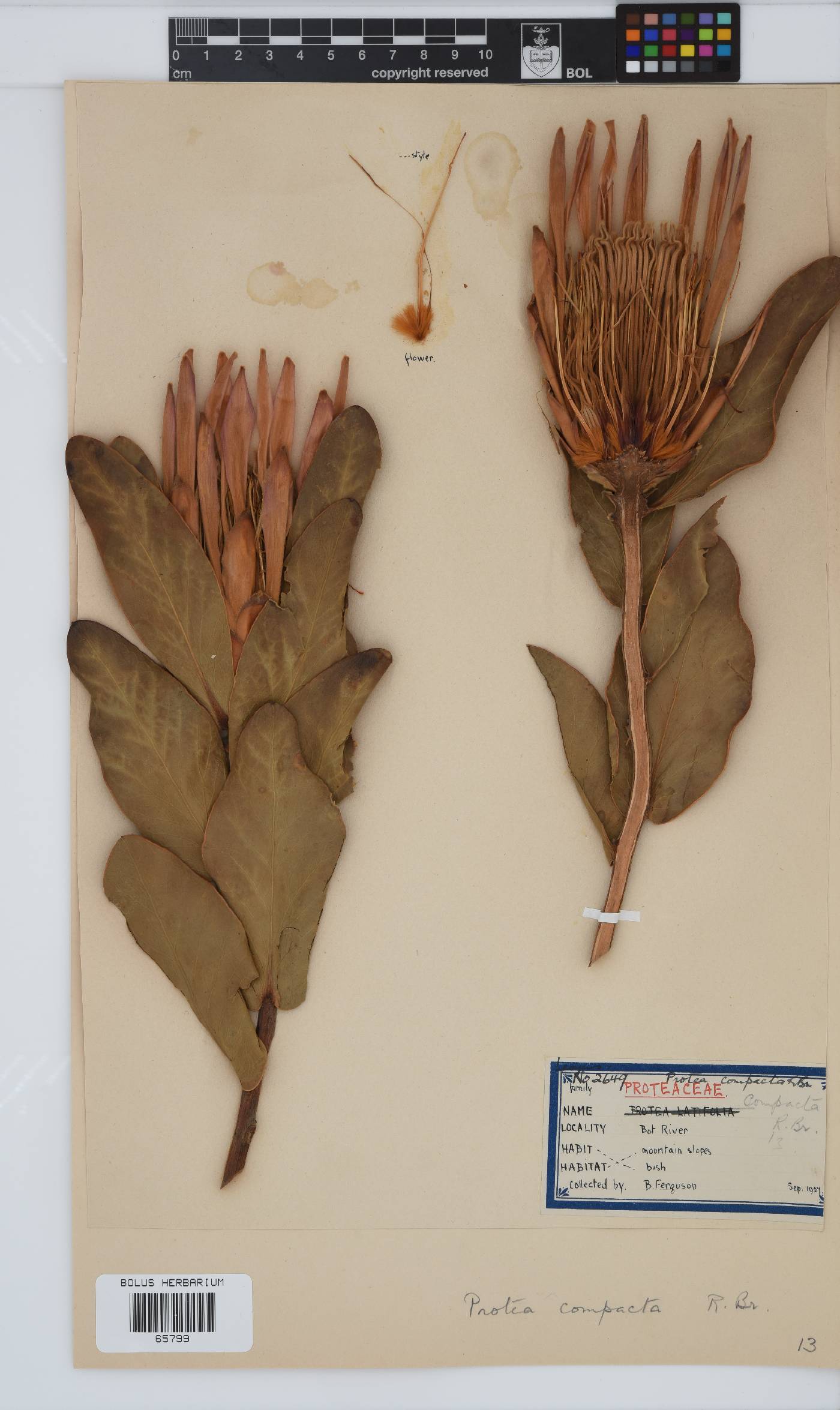 Protea compacta image