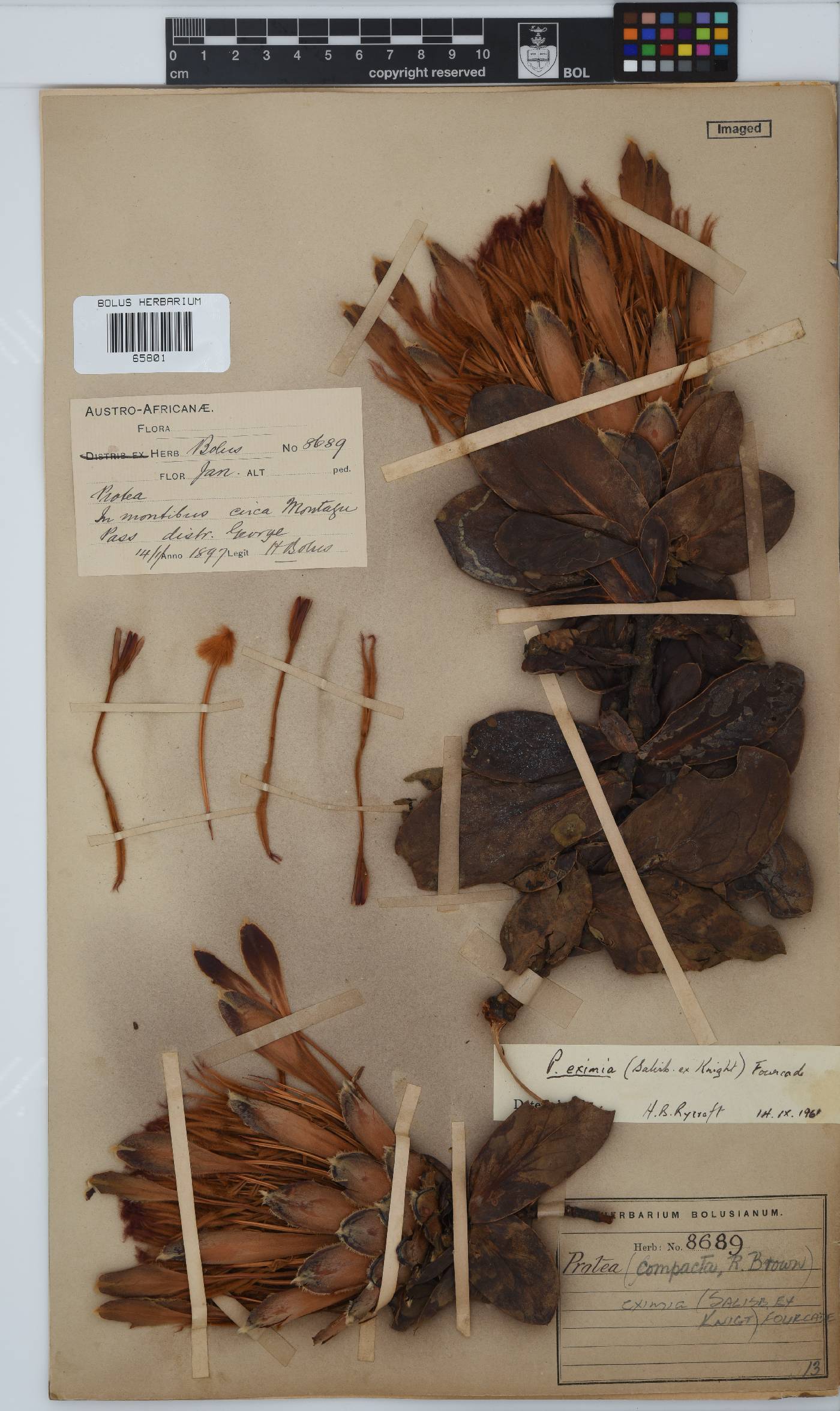 Protea compacta image