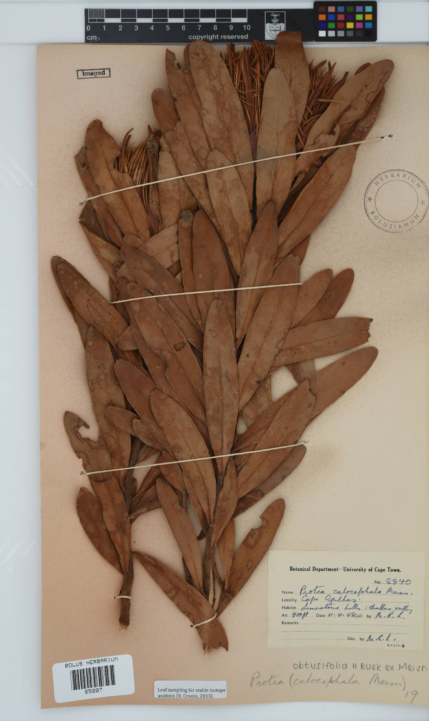 Protea obtusifolia image