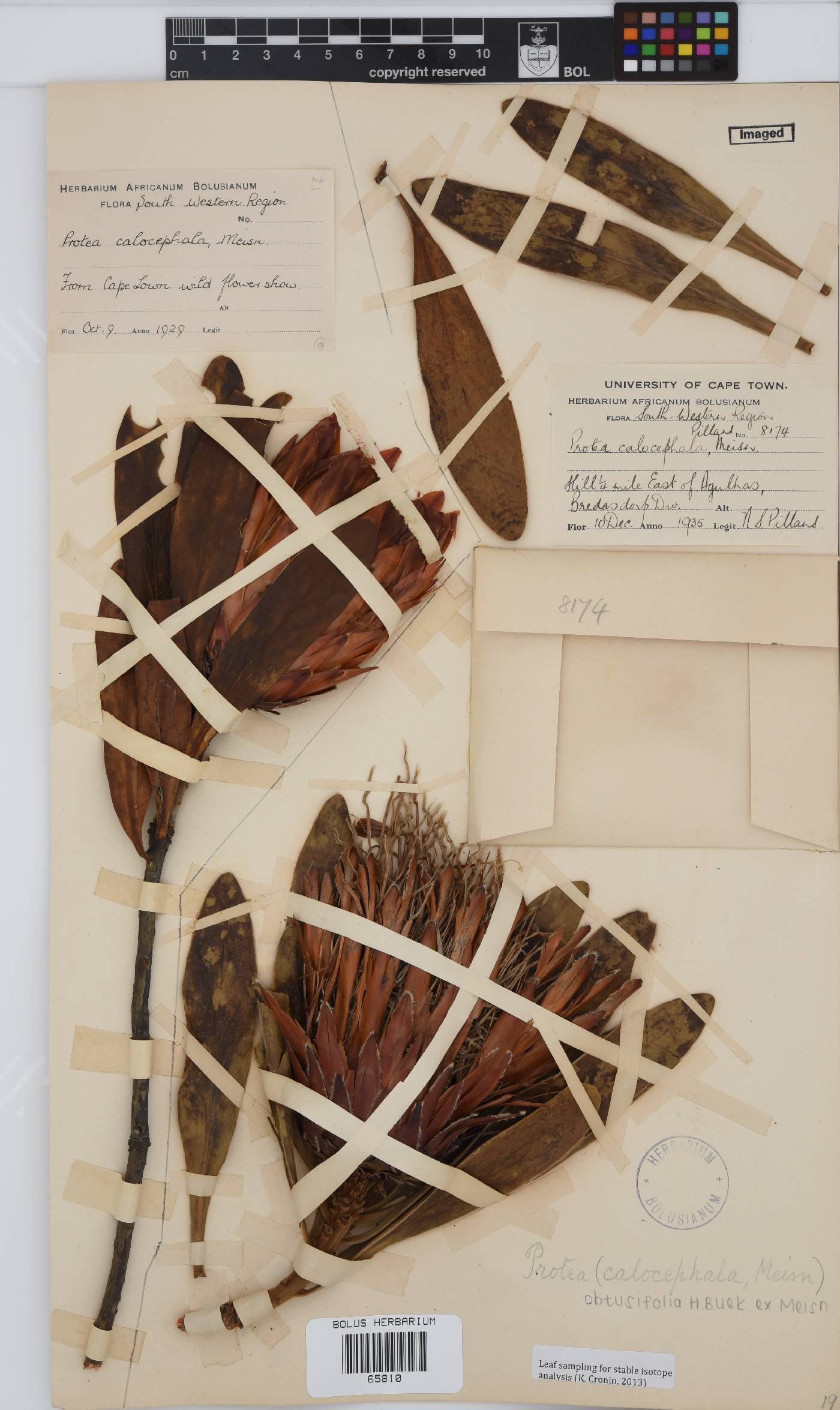 Protea obtusifolia image