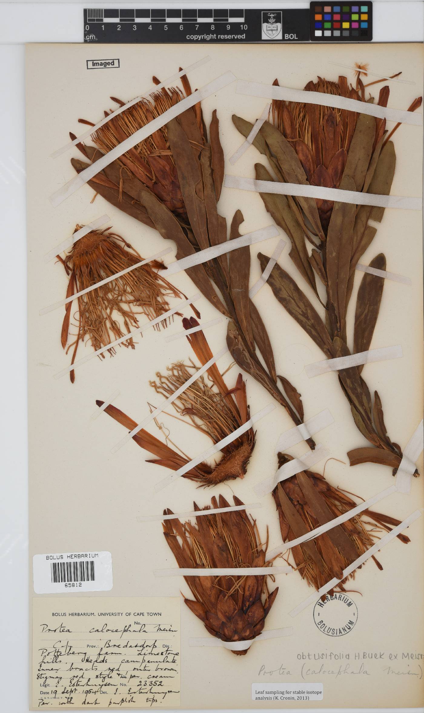 Protea obtusifolia image