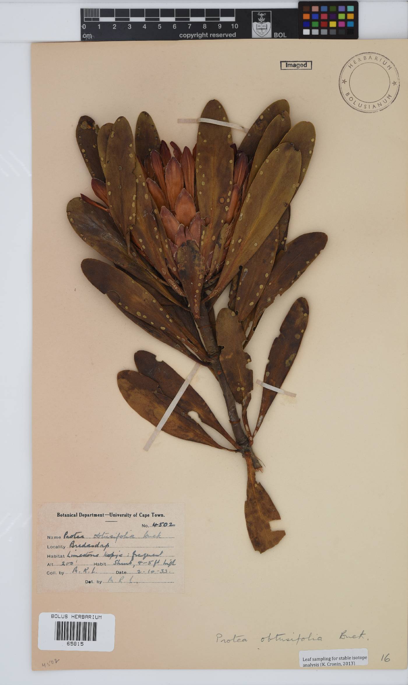 Protea obtusifolia image