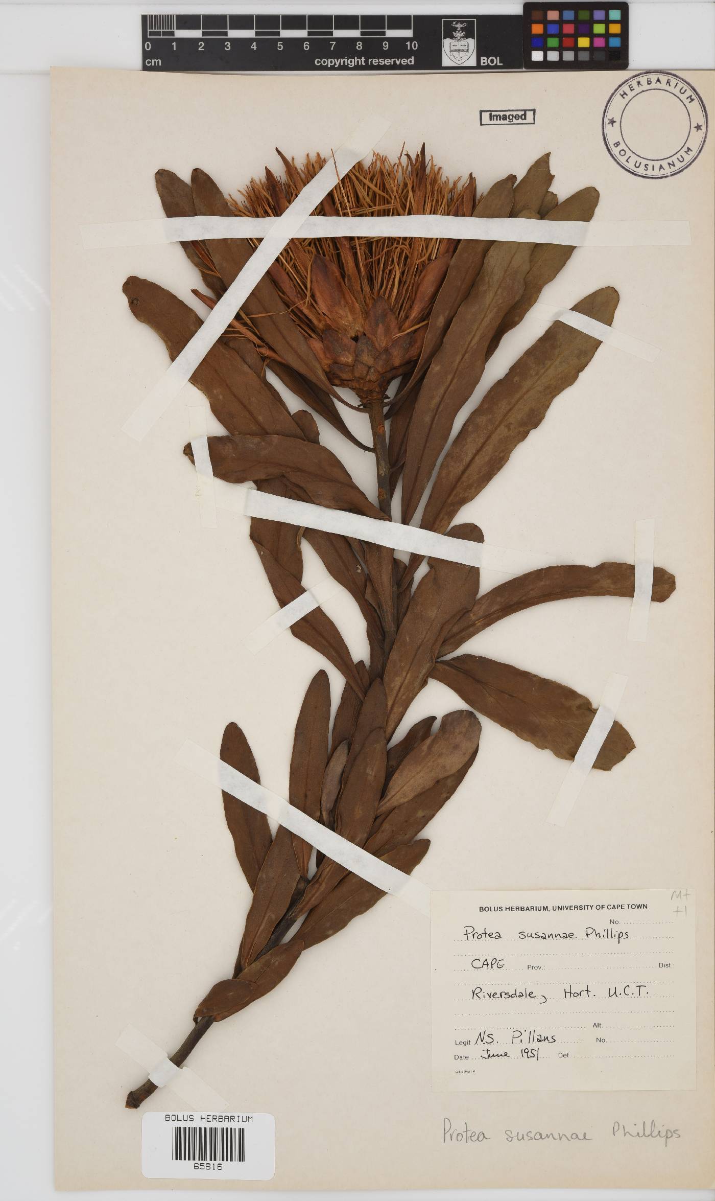 Protea susannae image