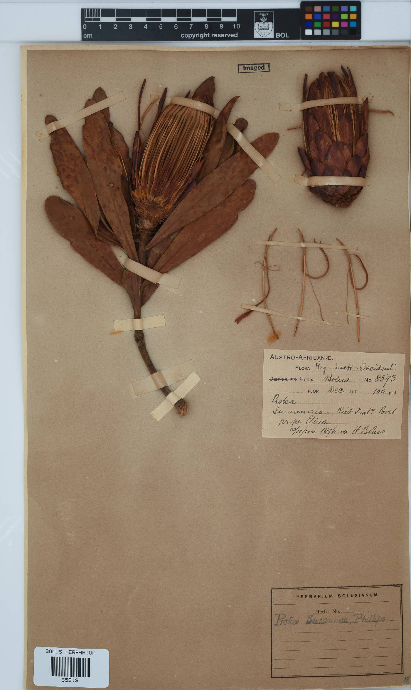 Protea susannae image