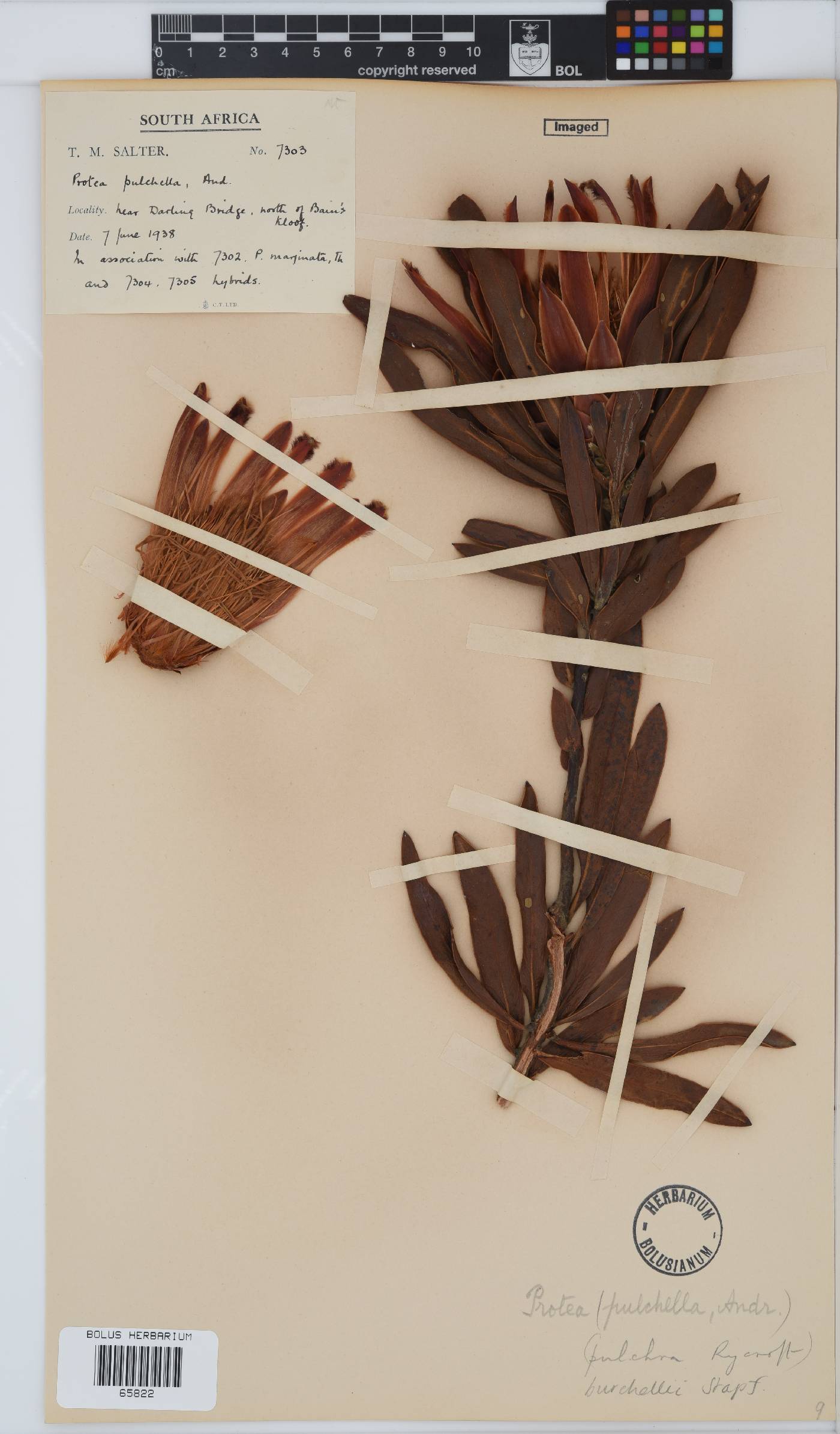 Protea burchellii image