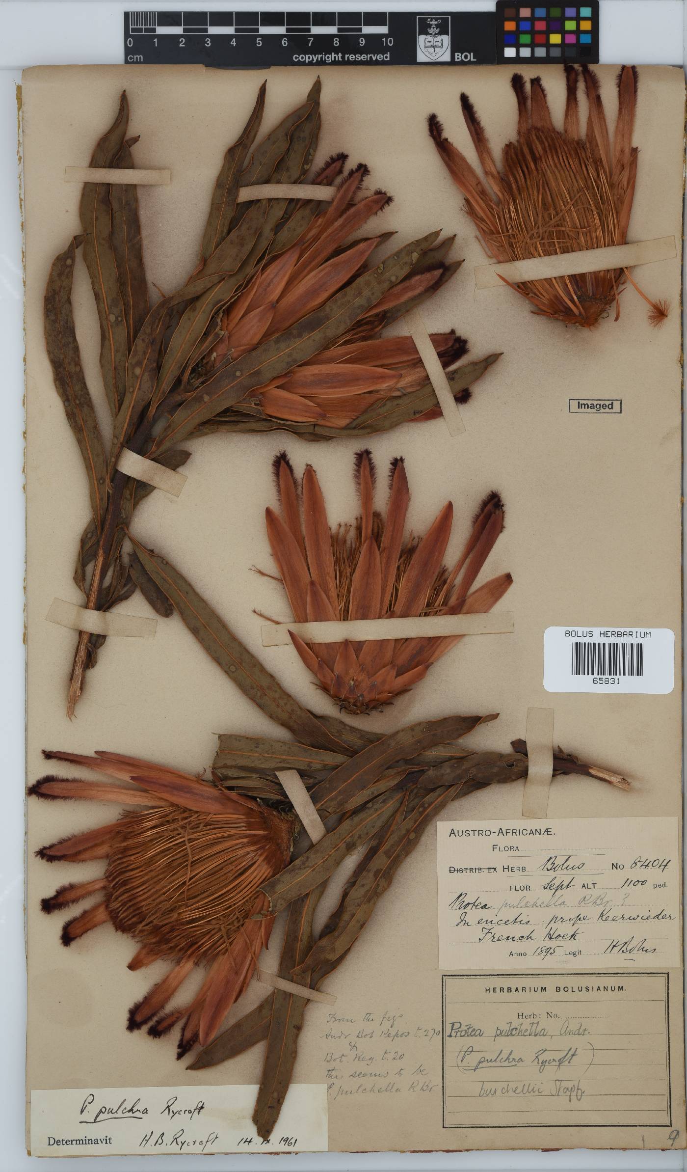 Protea burchellii image