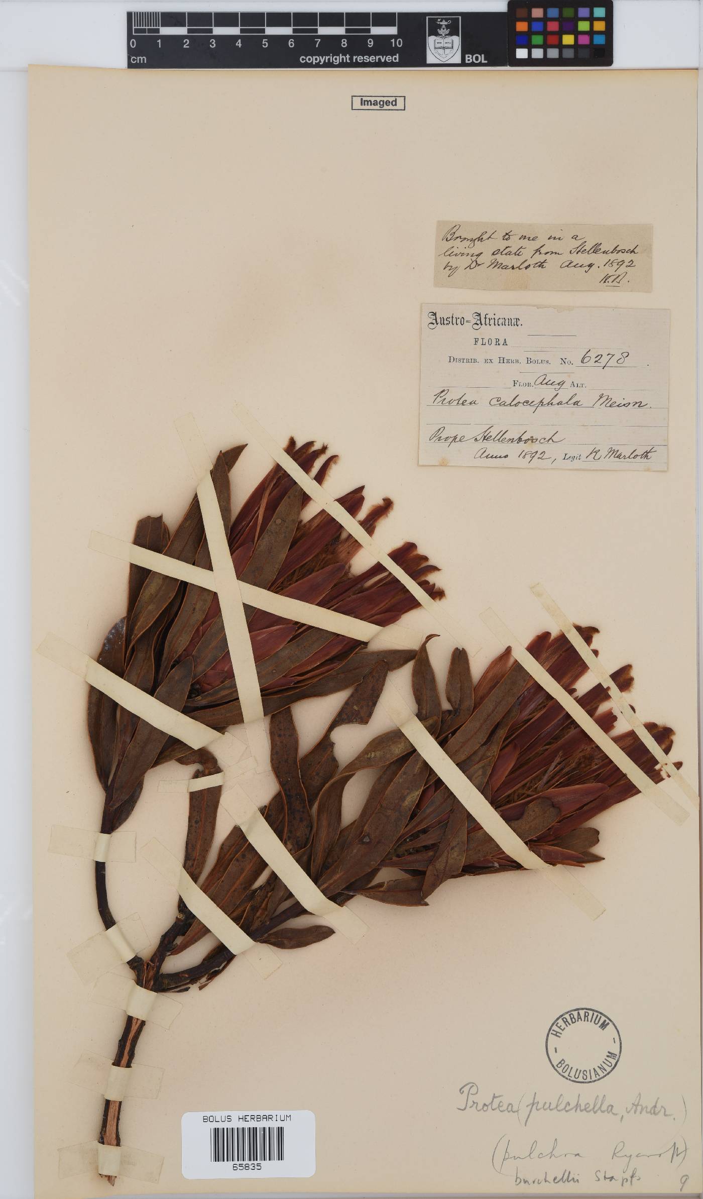 Protea burchellii image