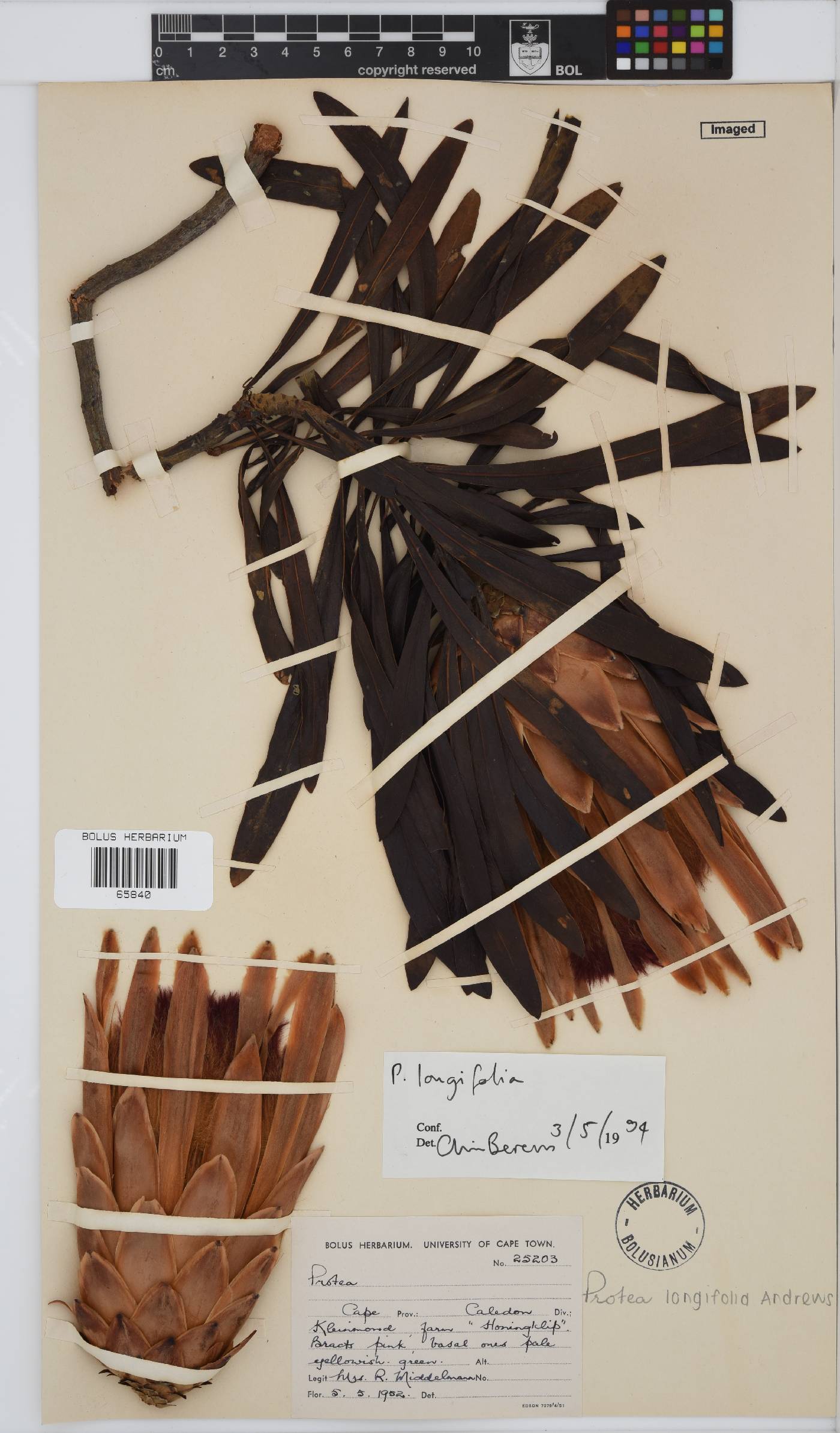 Protea longifolia image