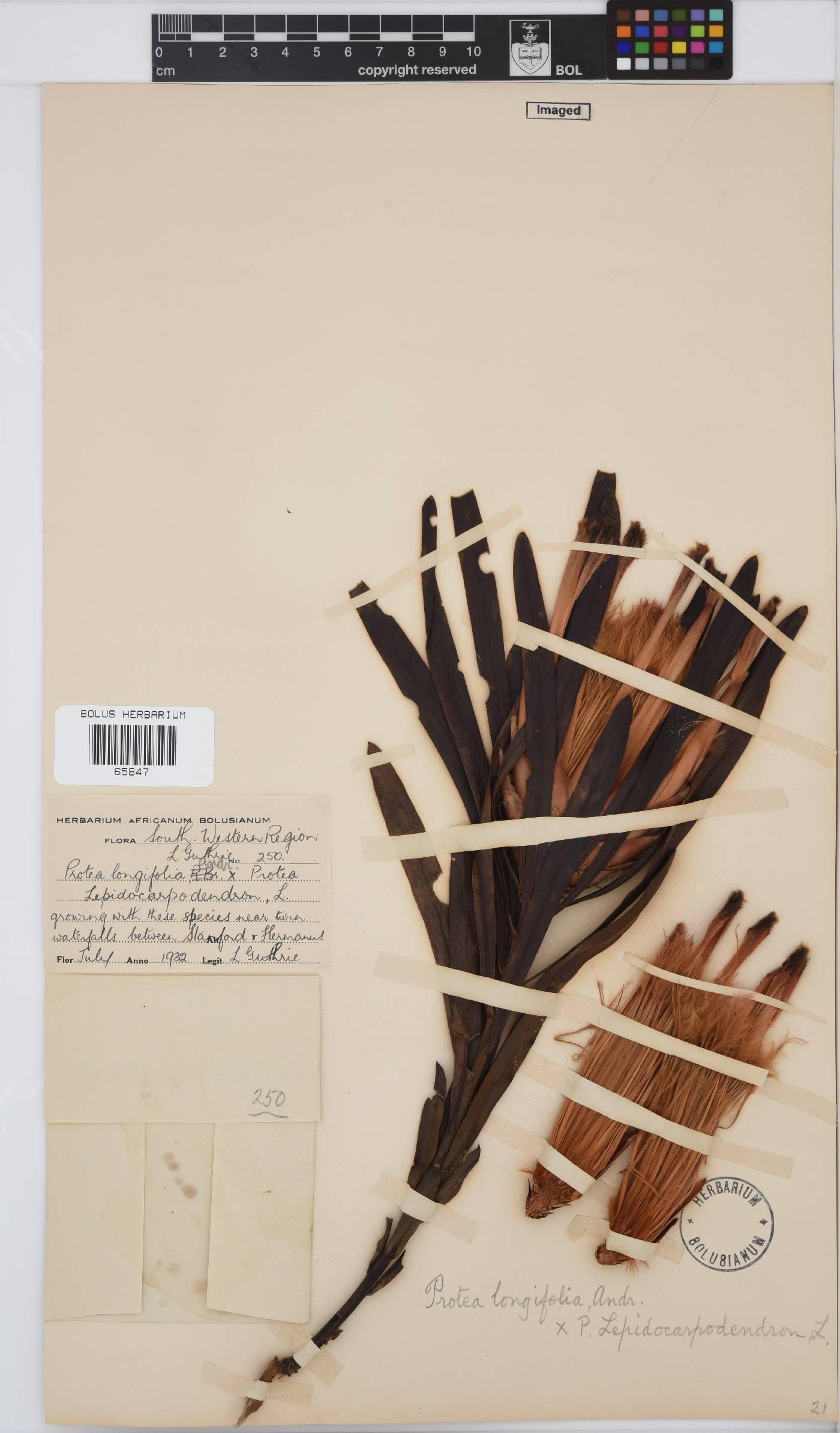 Protea longifolia image