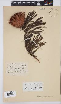 Protea pudens image