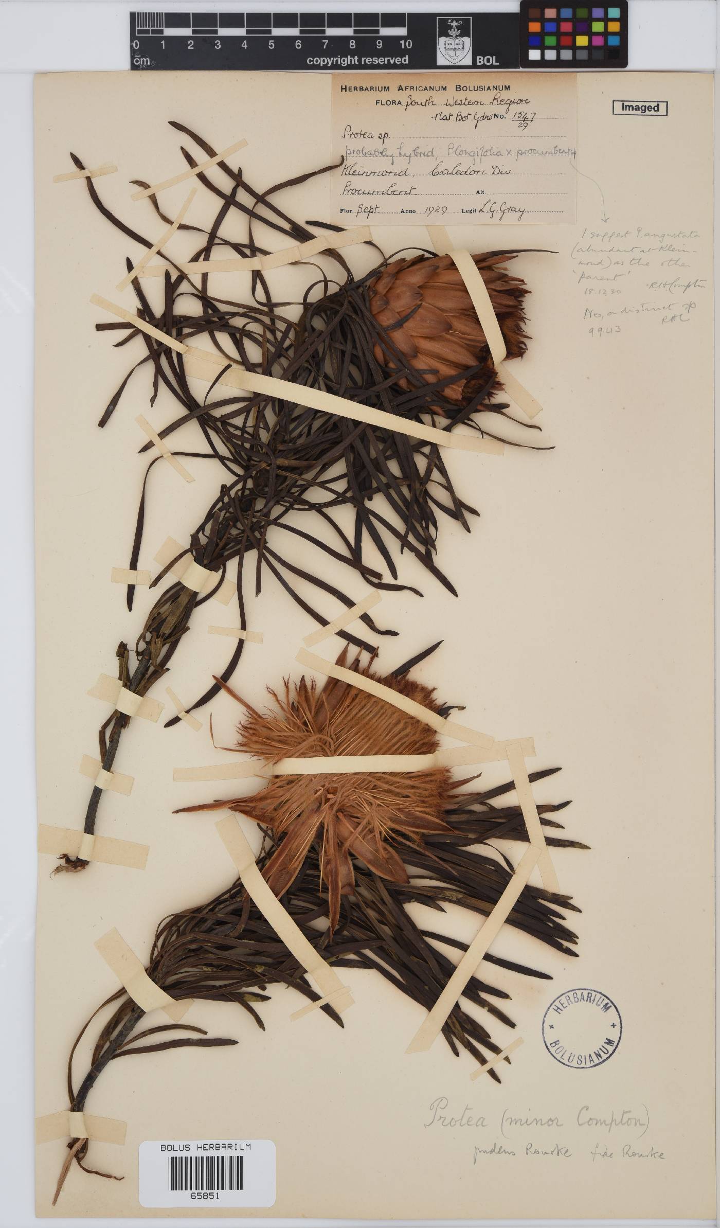 Protea pudens image