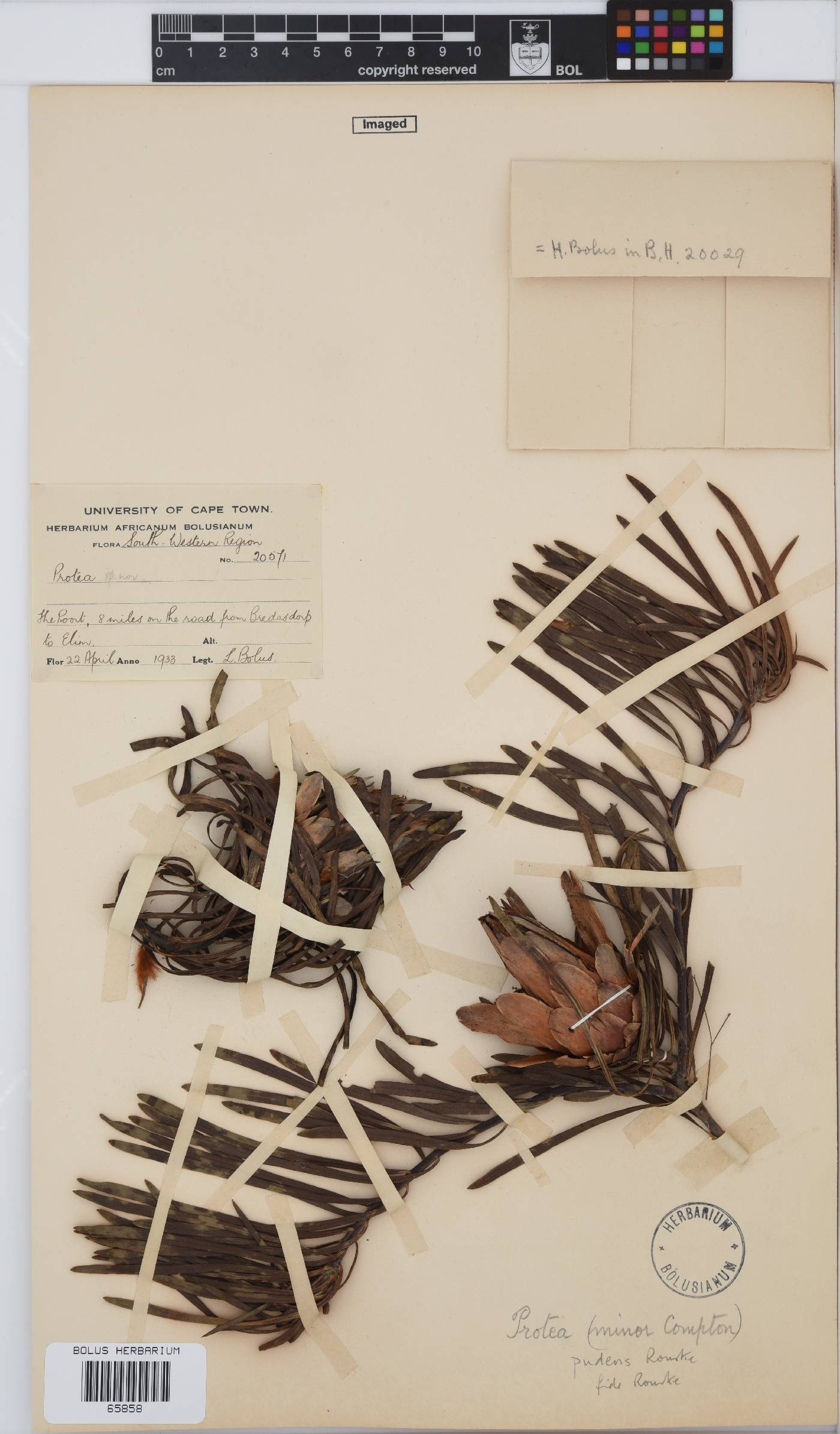 Protea pudens image