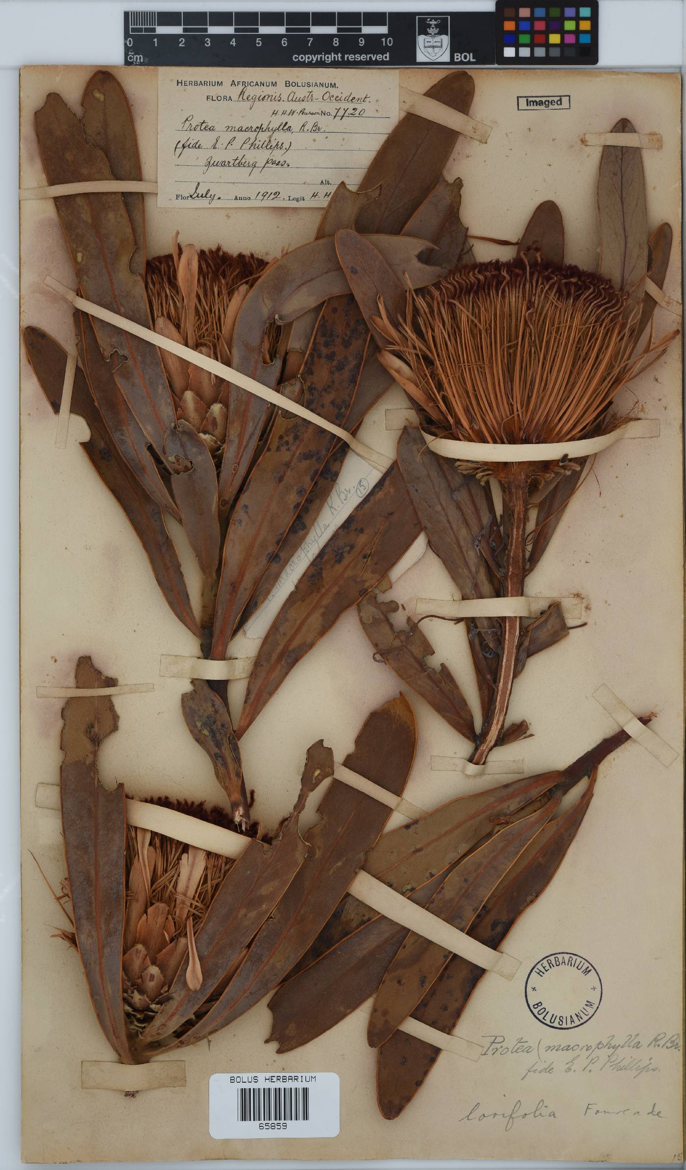 Protea lorifolia image