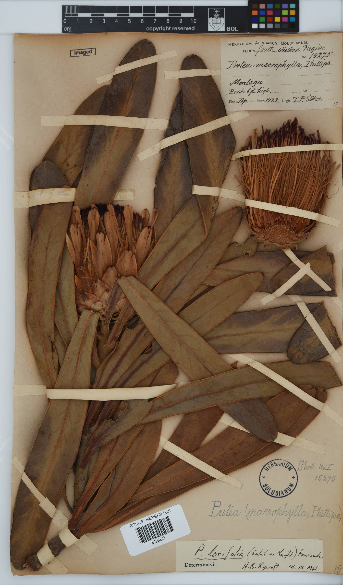 Protea lorifolia image