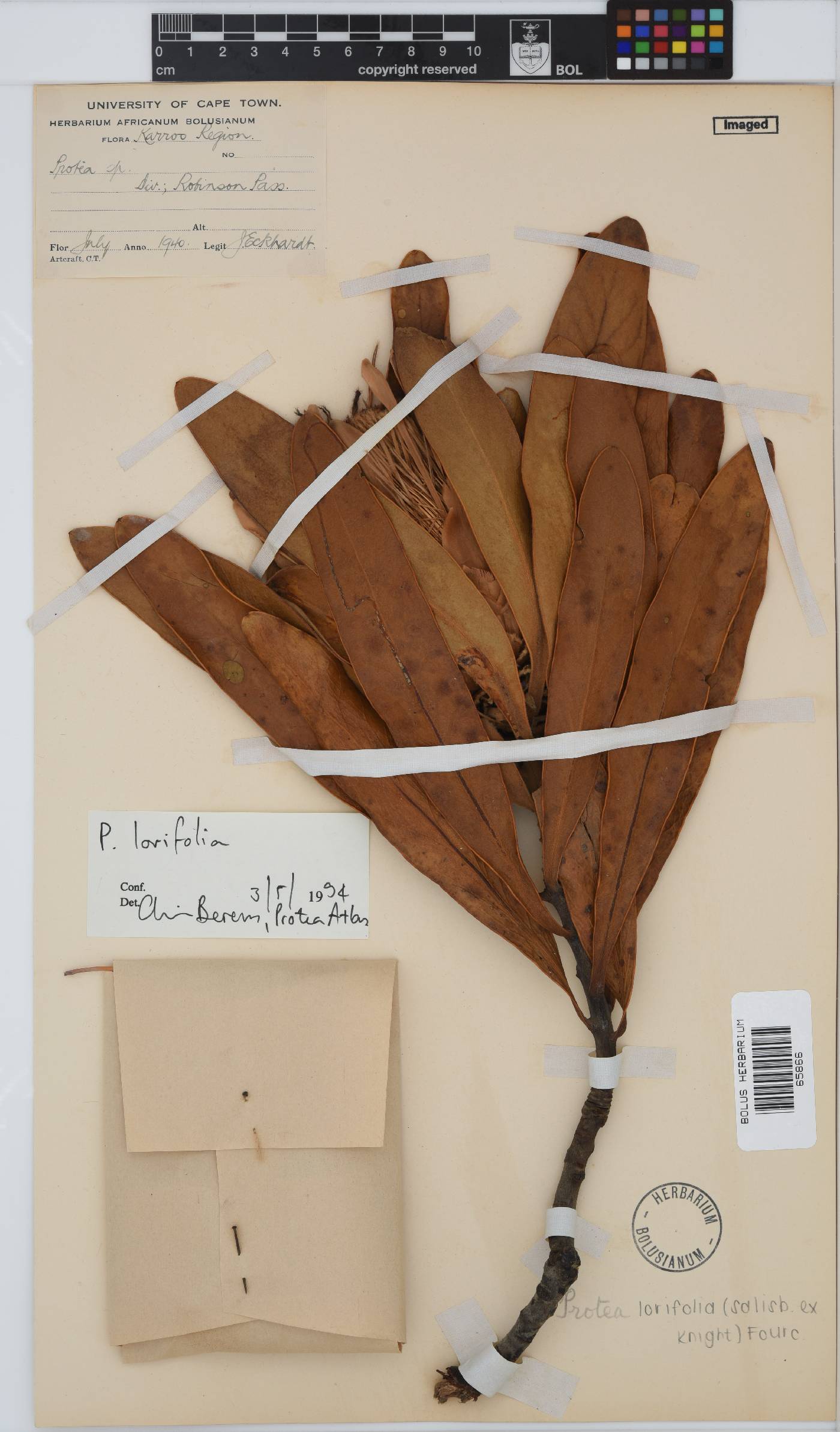 Protea lorifolia image