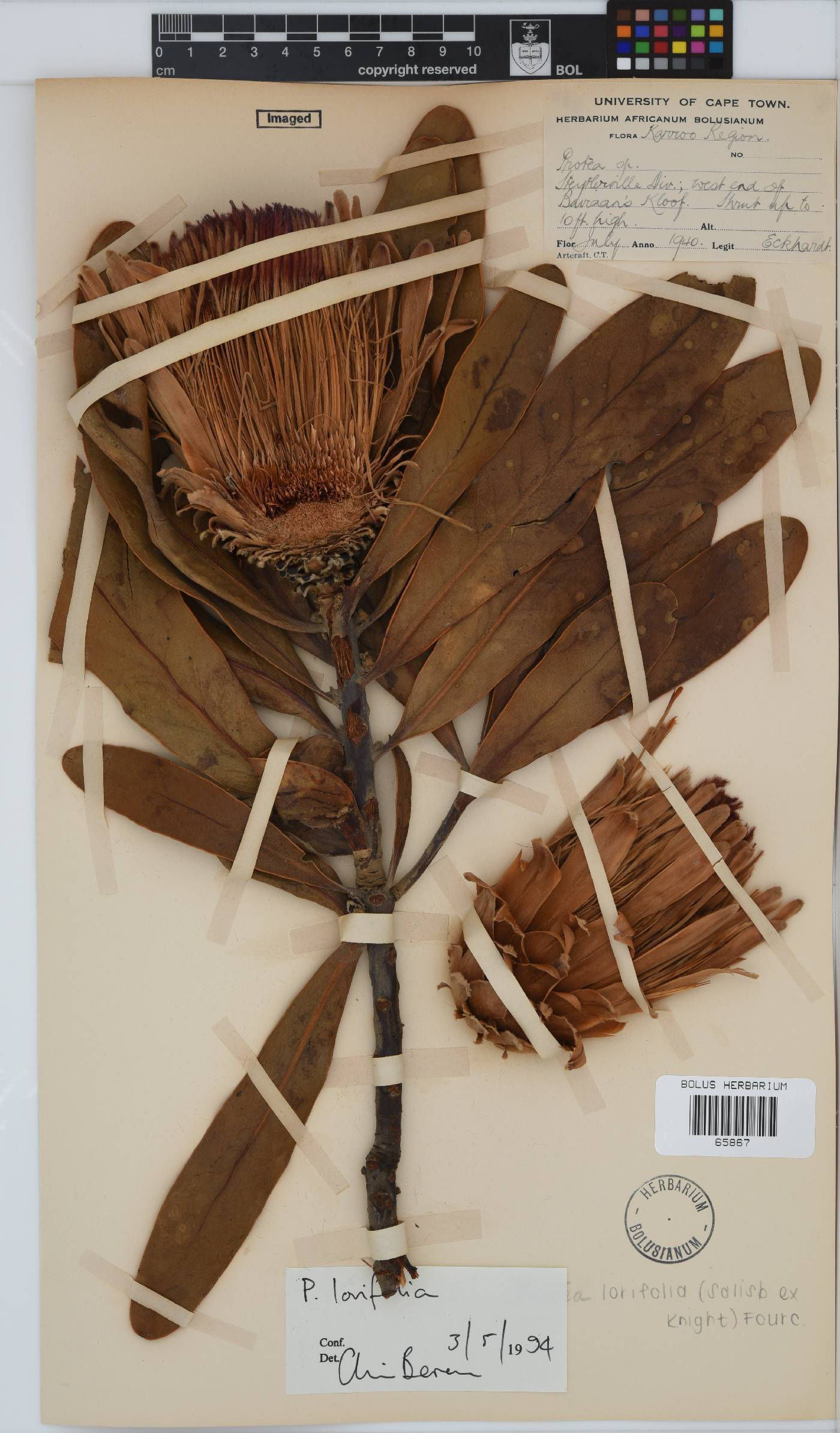 Protea lorifolia image