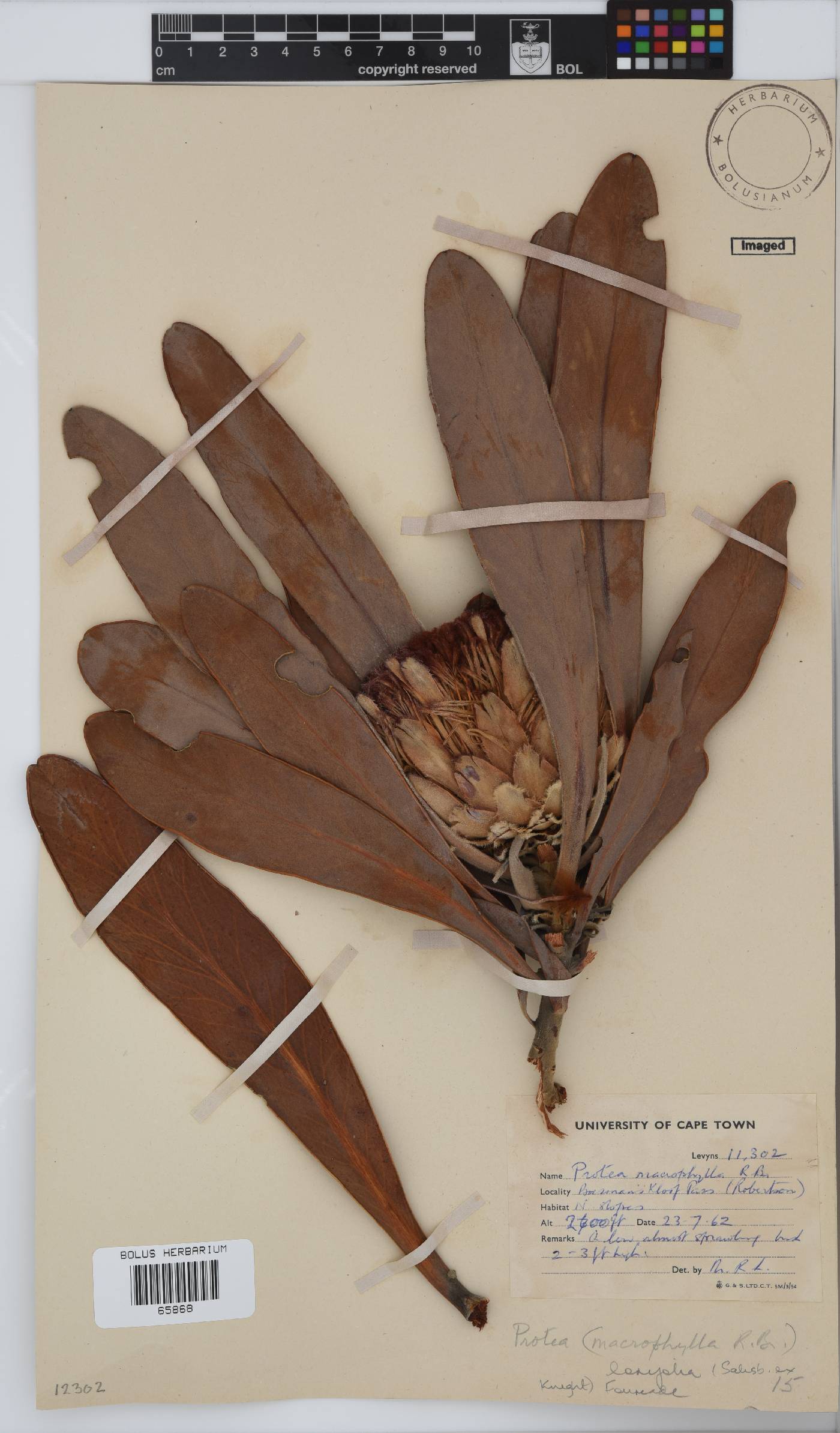 Protea lorifolia image