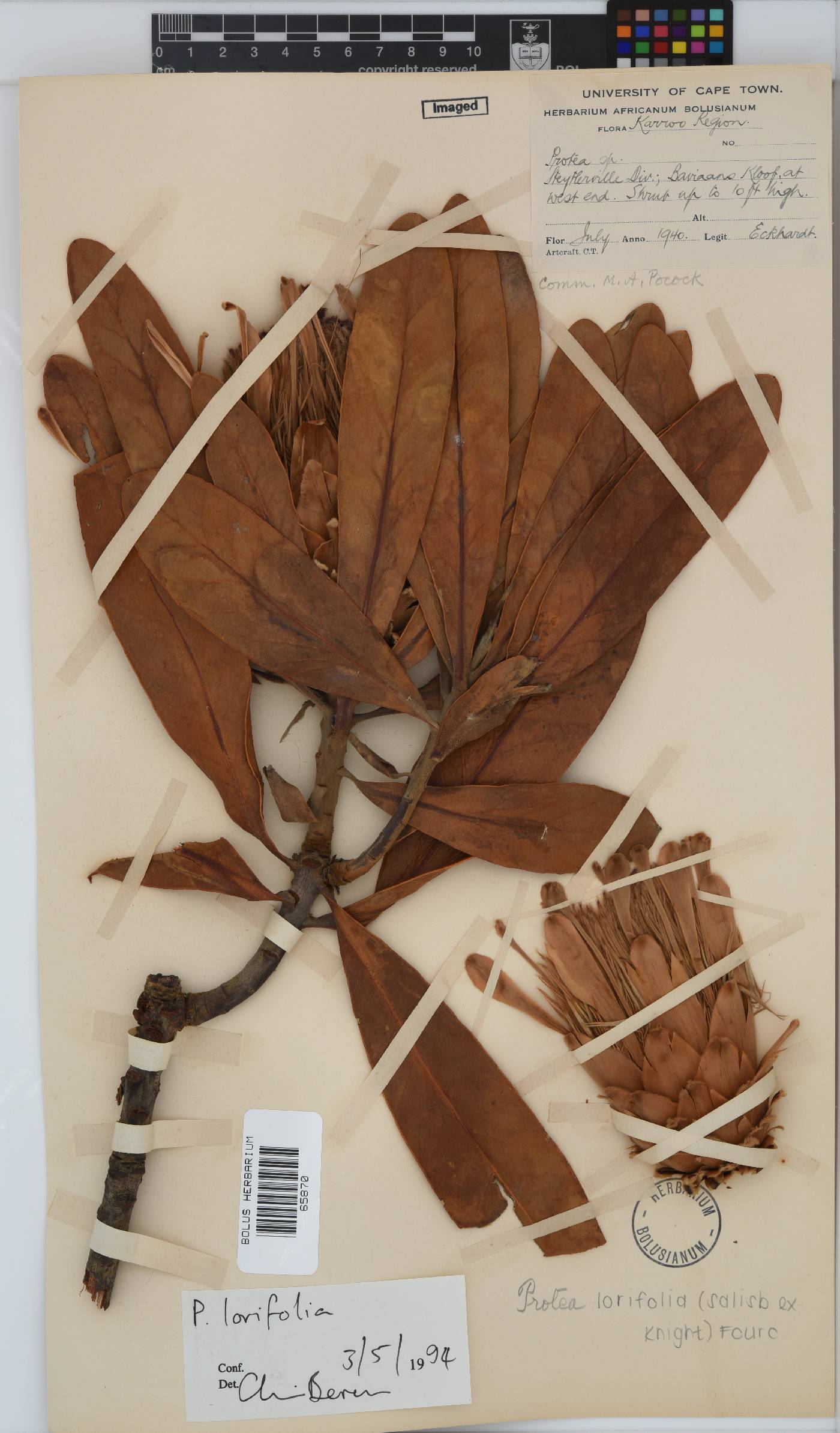 Protea lorifolia image