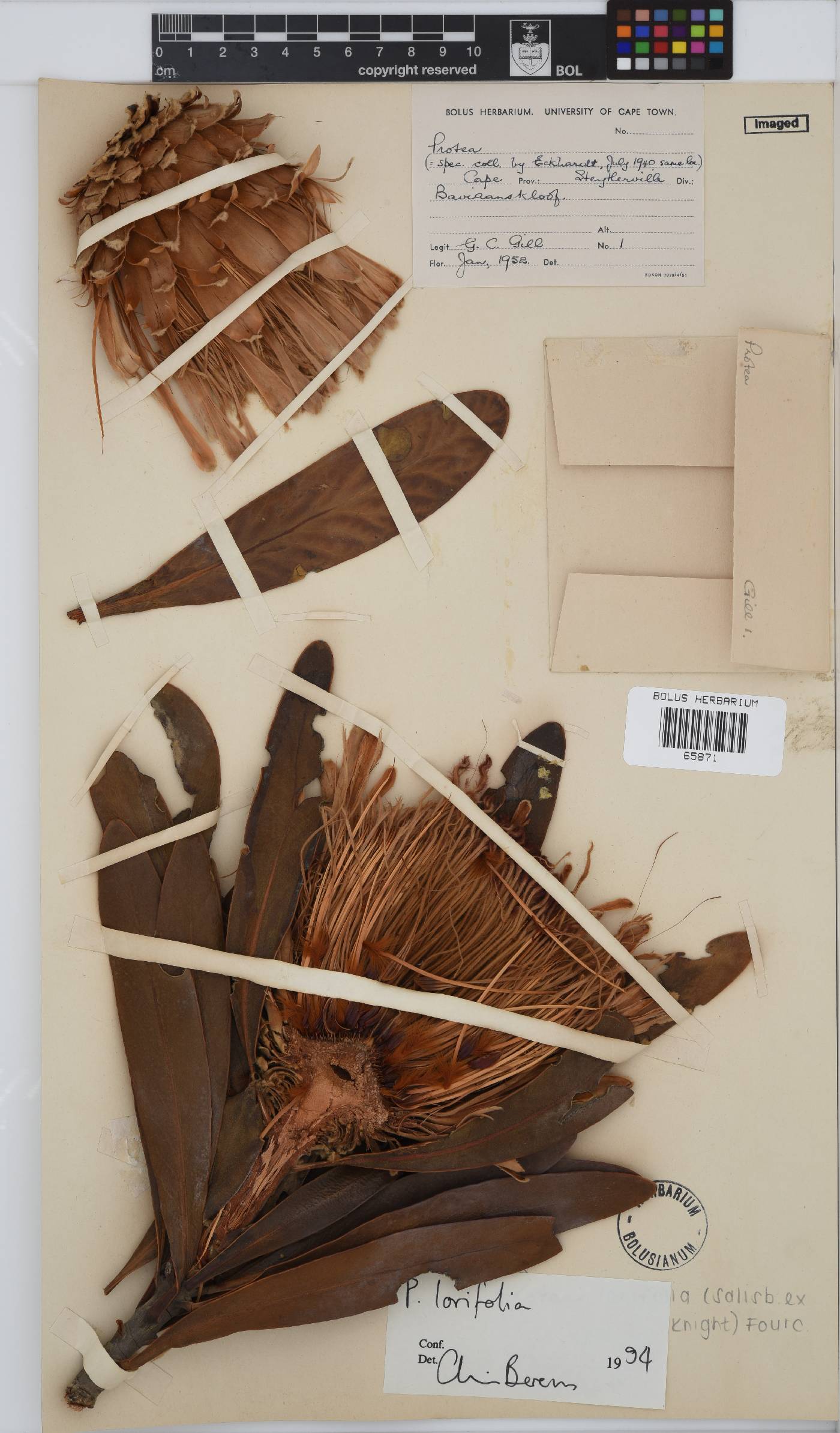 Protea lorifolia image