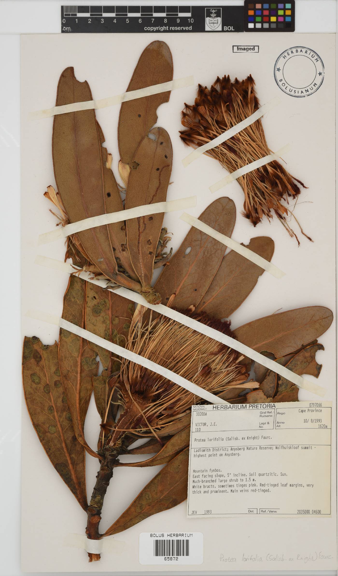 Protea lorifolia image