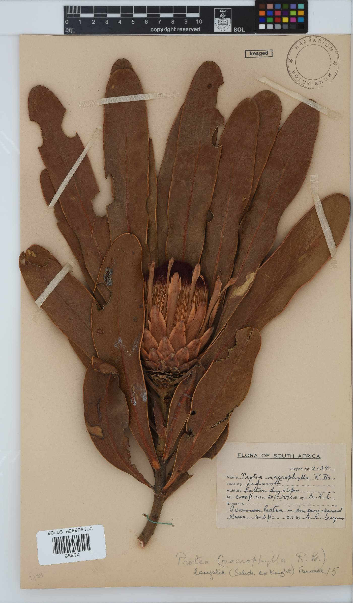 Protea lorifolia image