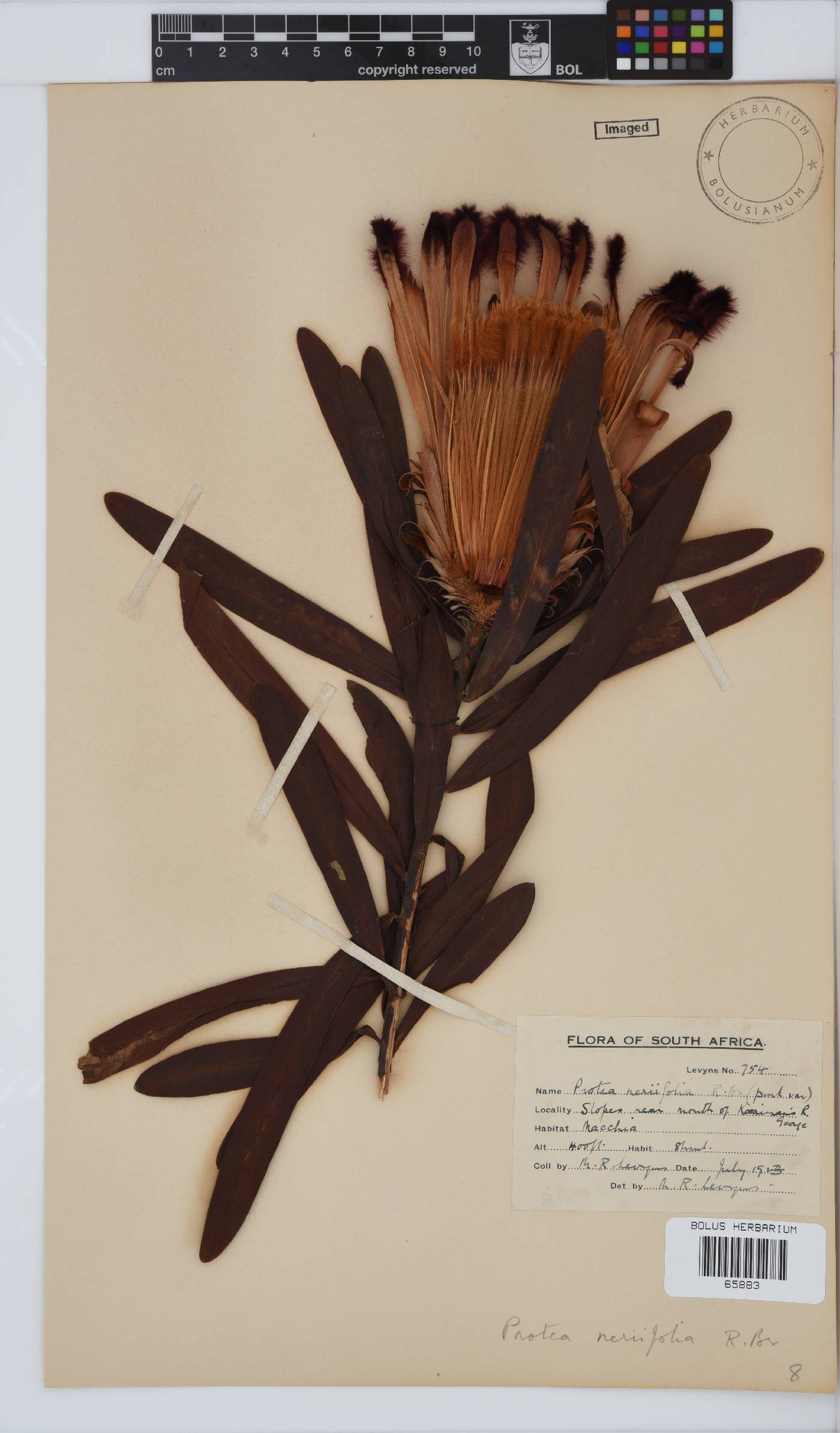 Protea neriifolia image