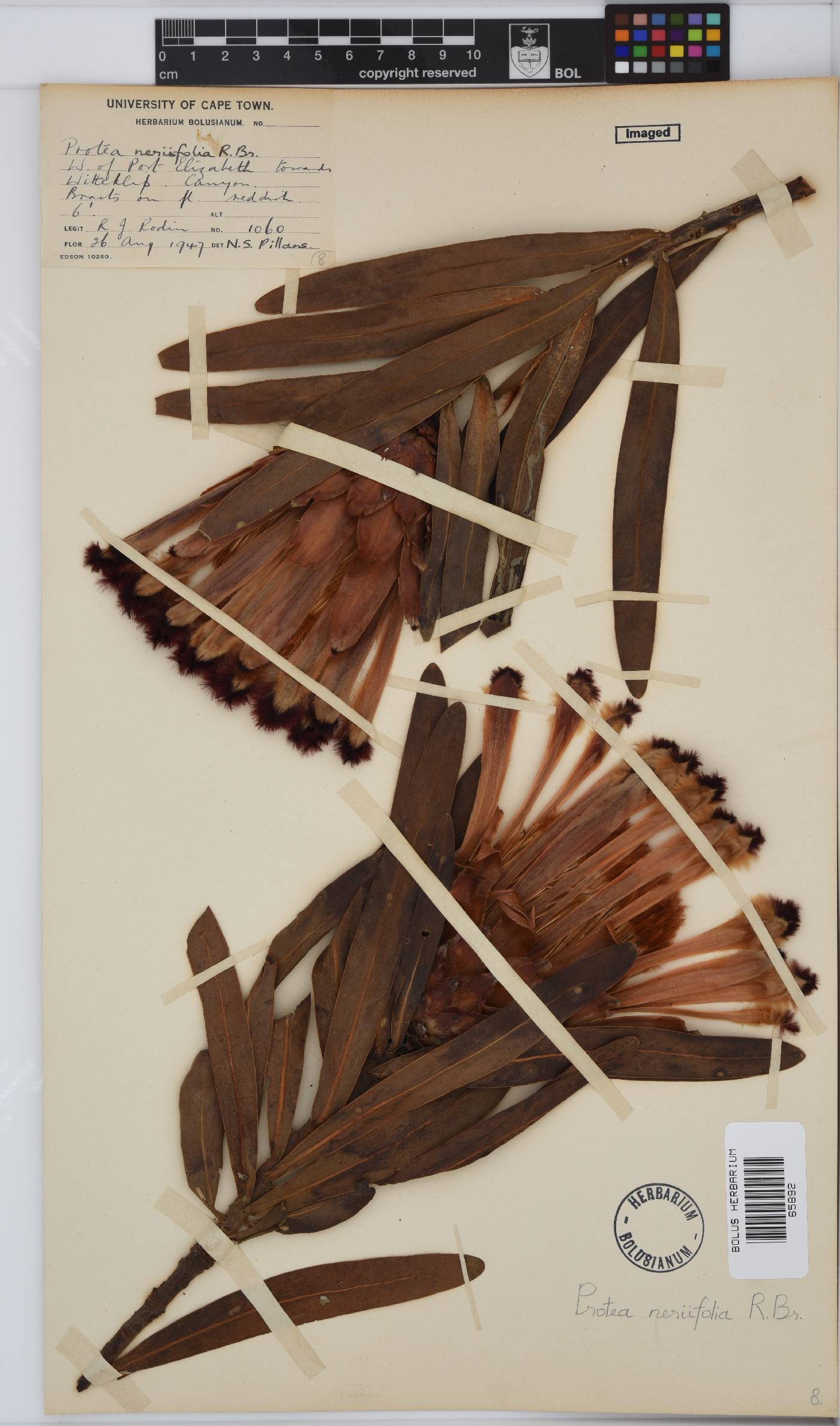 Protea neriifolia image