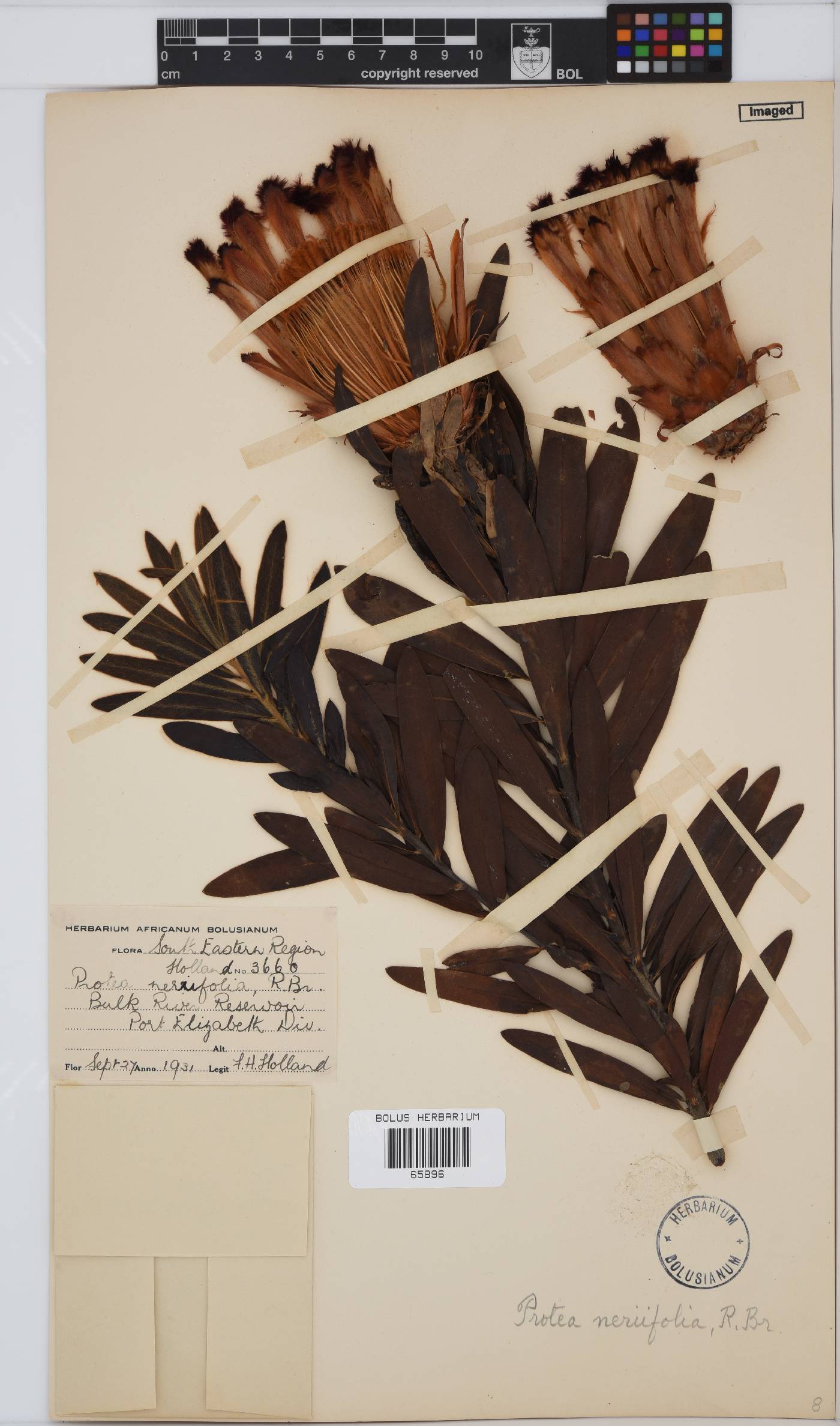 Protea neriifolia image