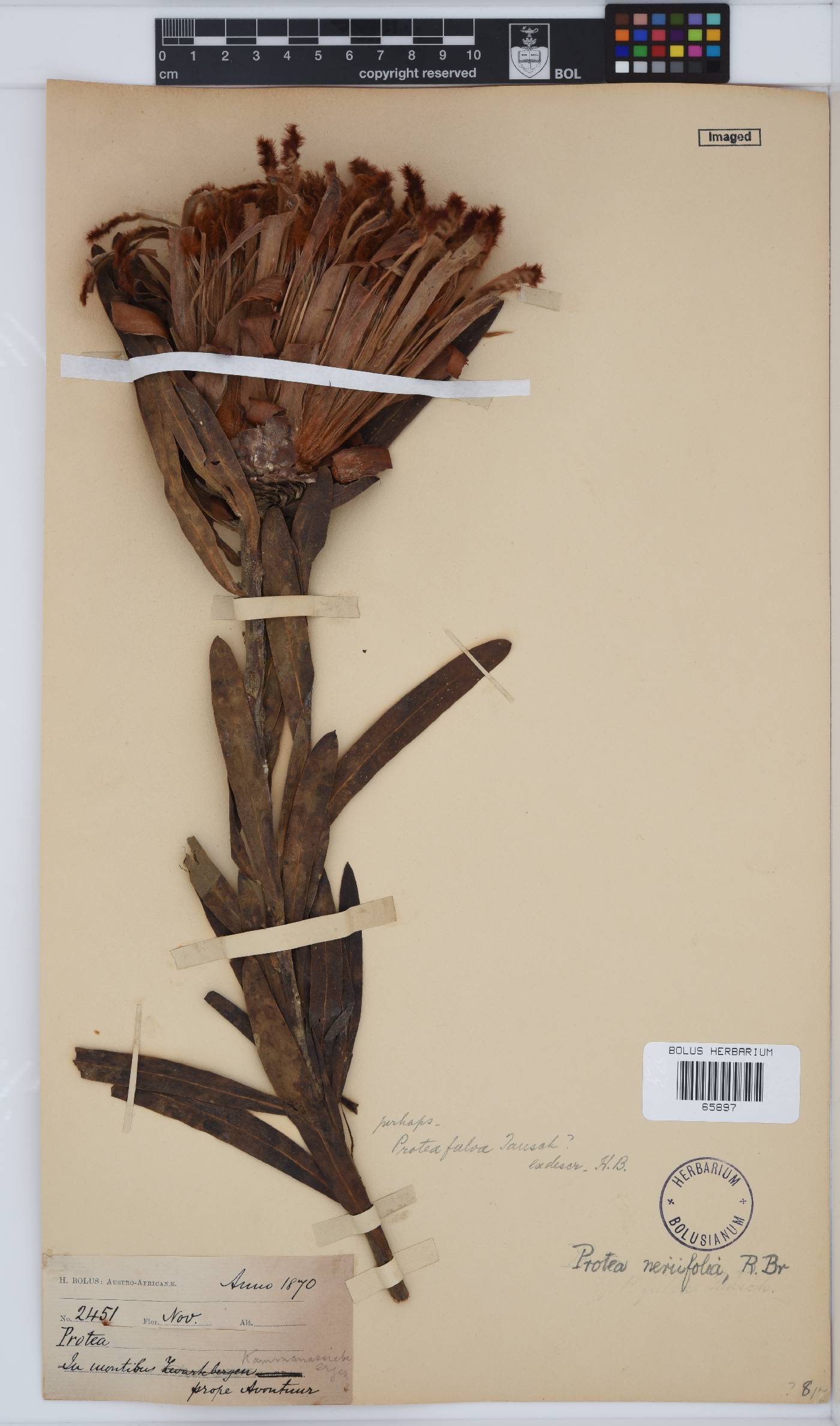 Protea neriifolia image