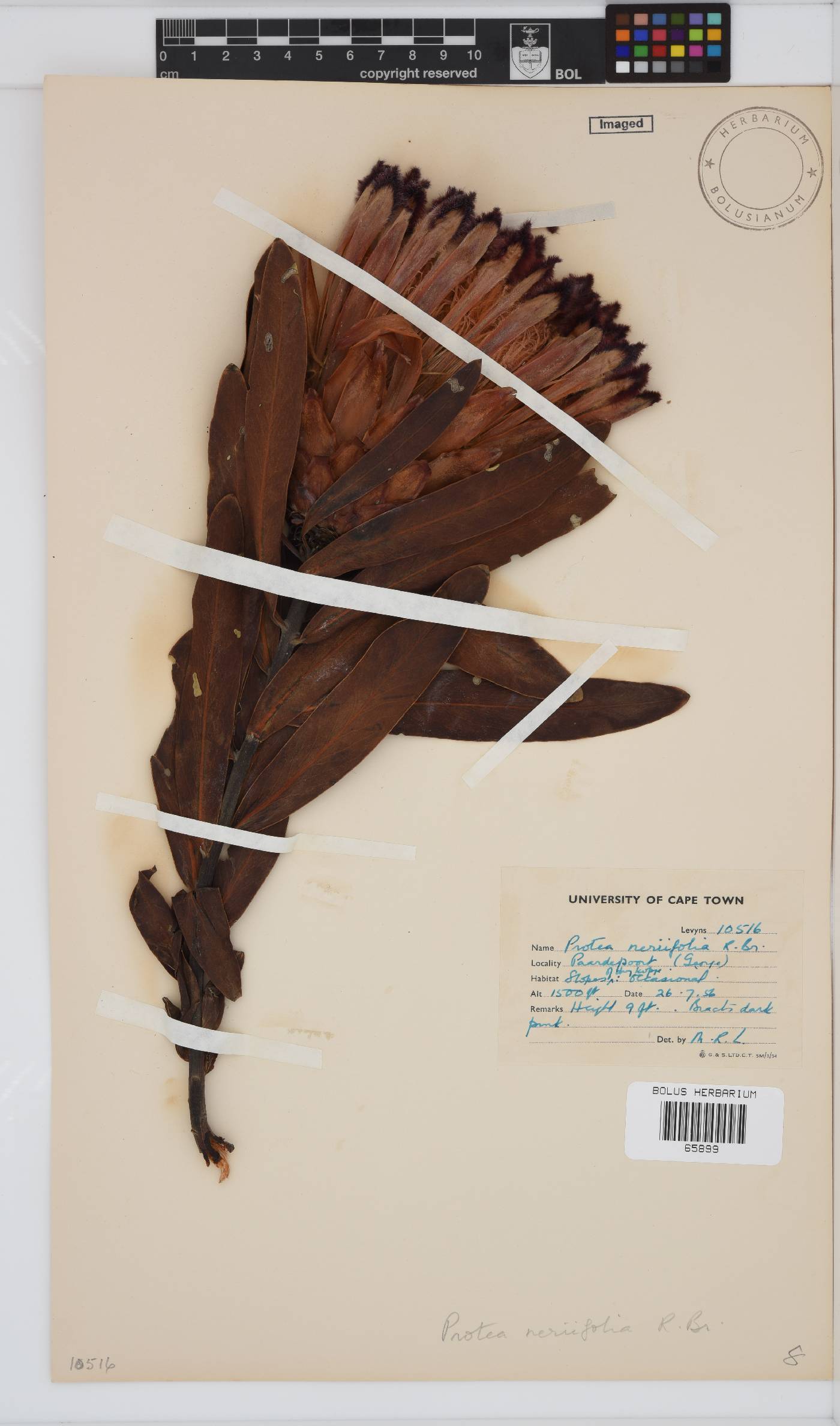 Protea neriifolia image