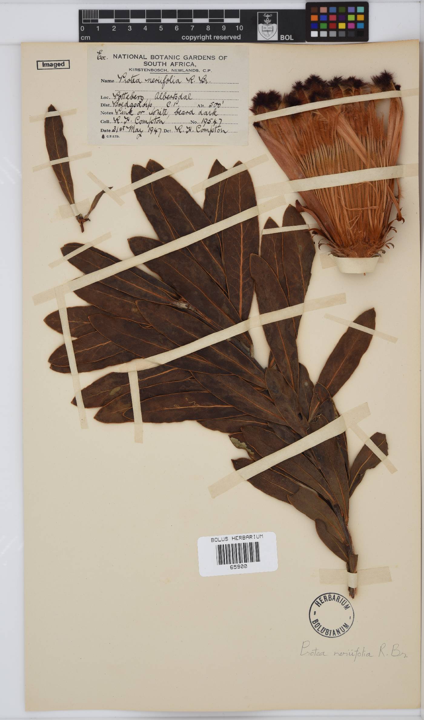 Protea neriifolia image