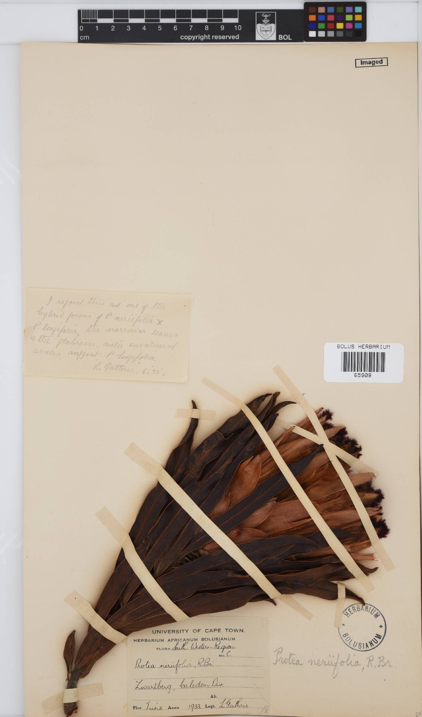 Protea neriifolia image