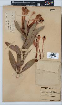 Protea laurifolia image