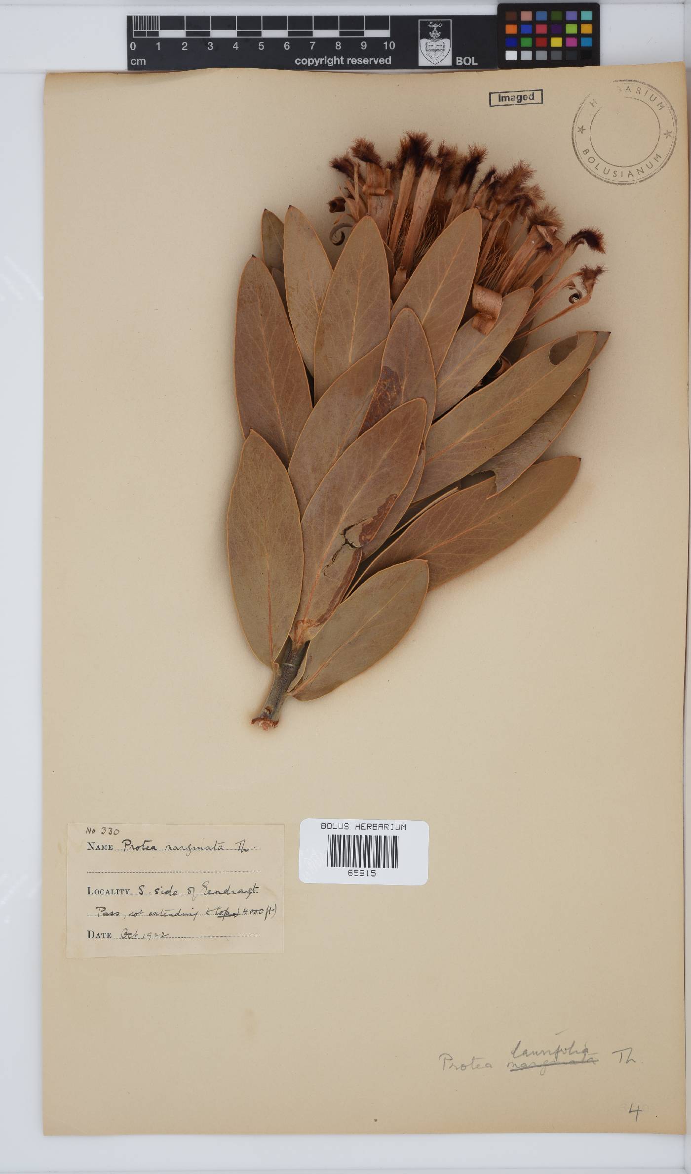 Protea laurifolia image