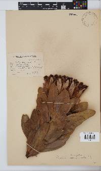 Protea laurifolia image