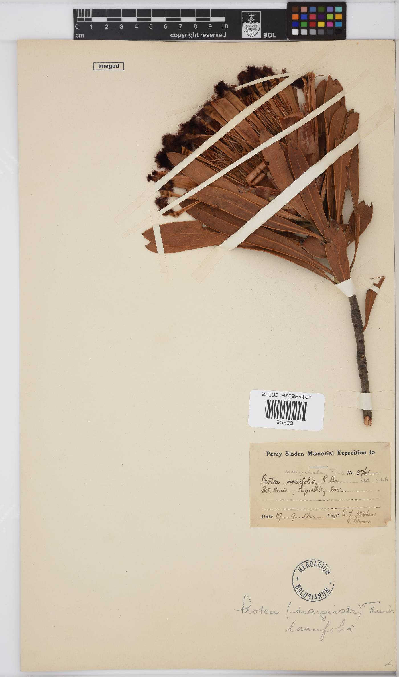 Protea laurifolia image