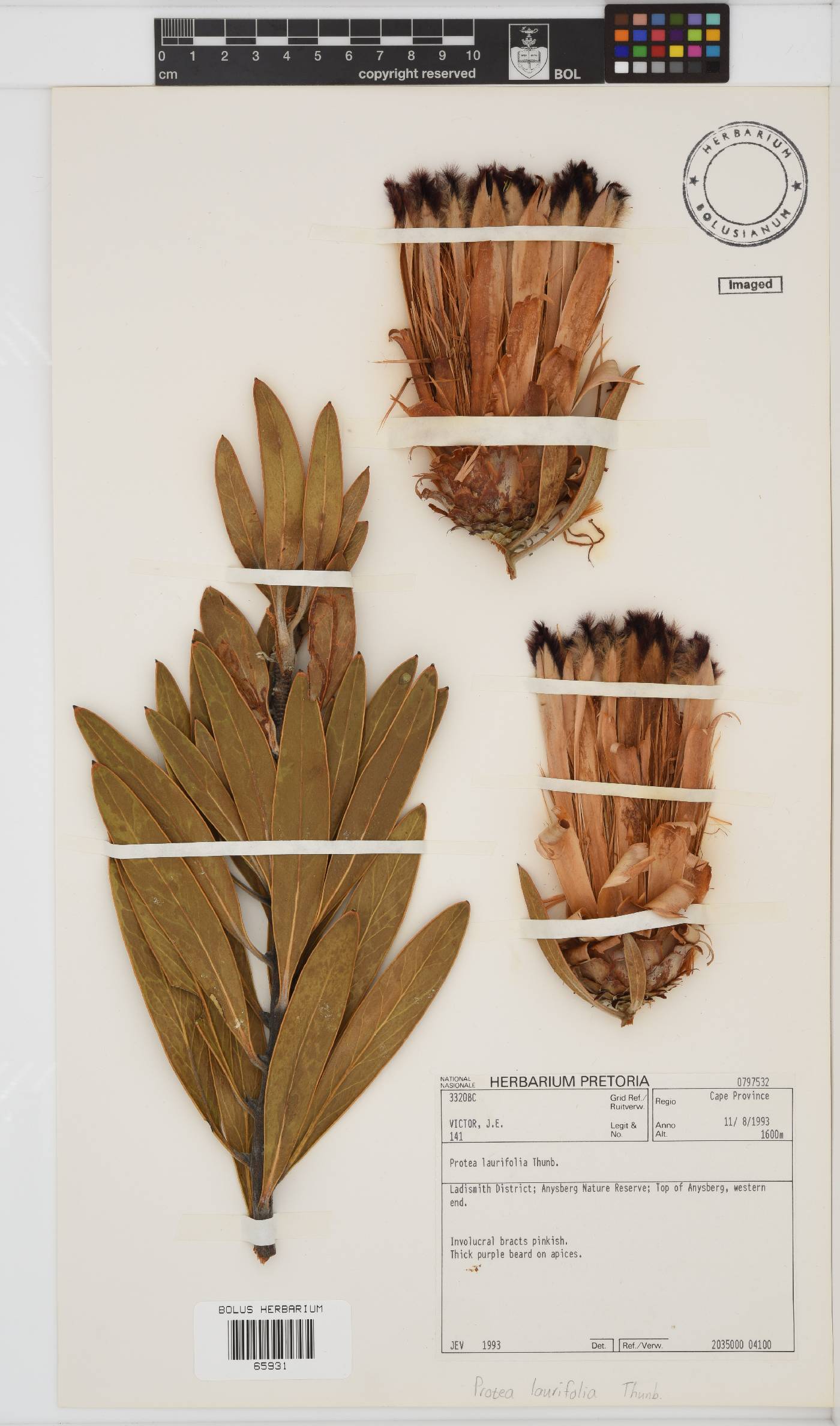 Protea laurifolia image