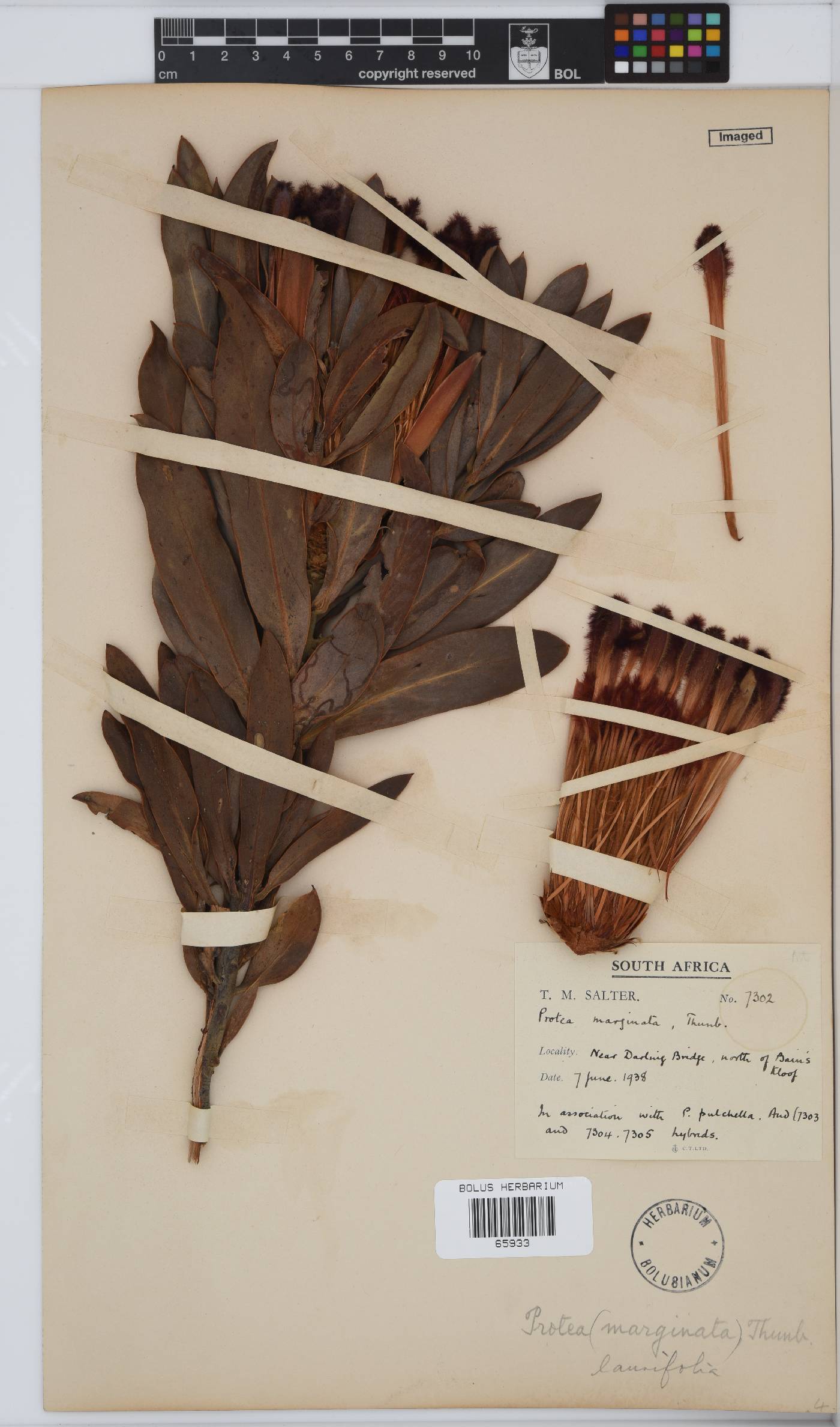 Protea laurifolia image