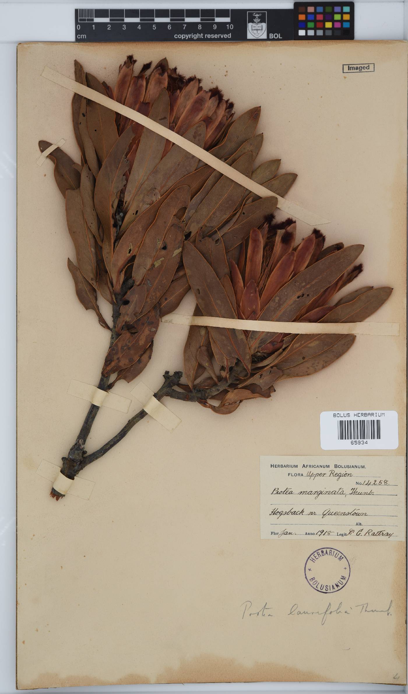 Protea laurifolia image