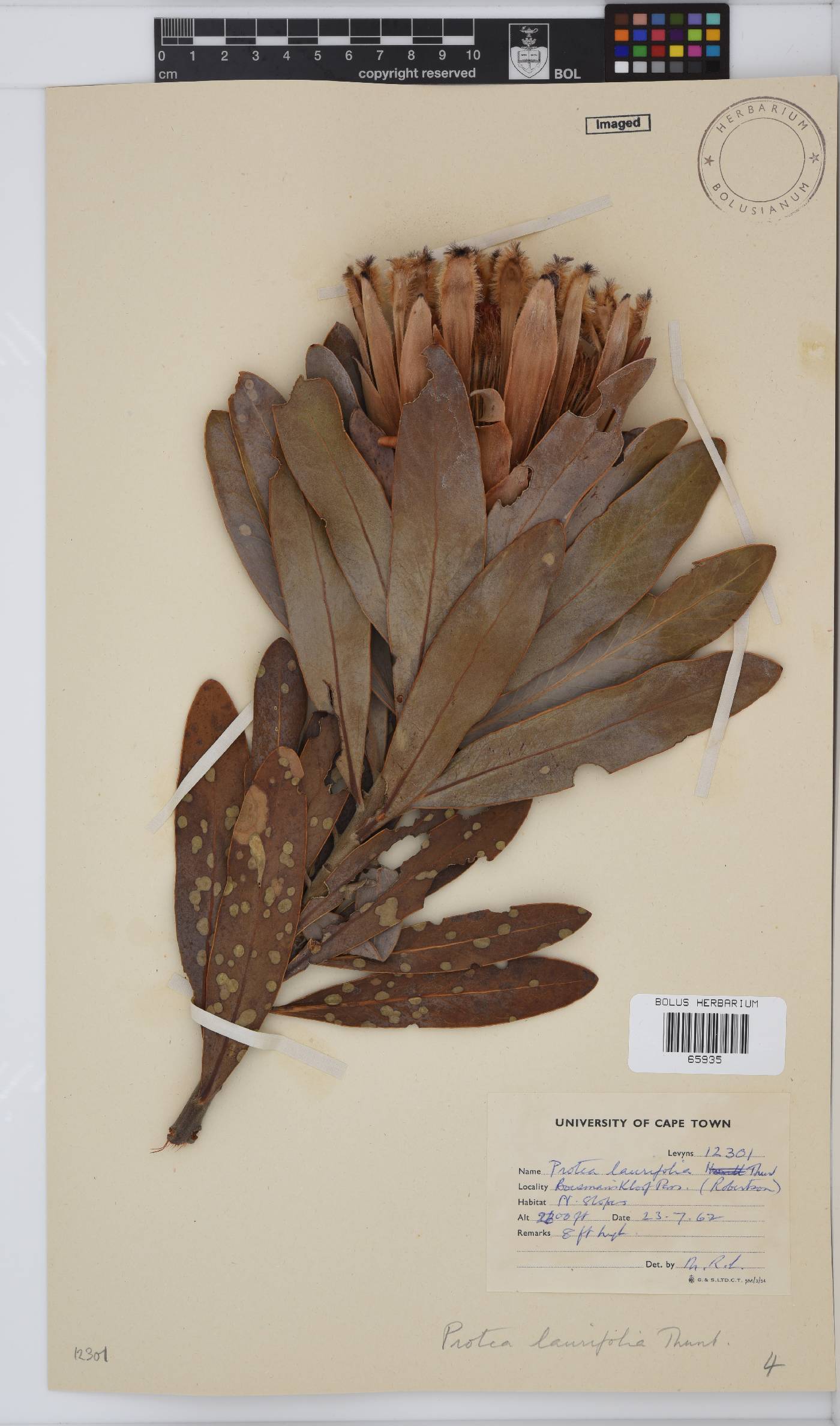 Protea laurifolia image