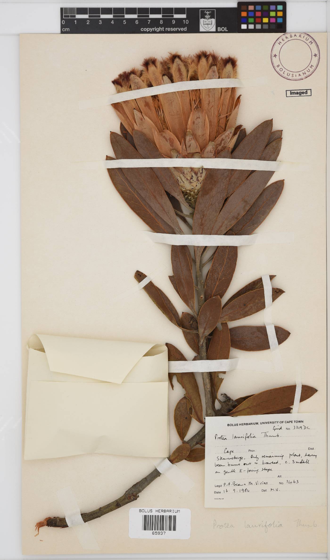 Protea laurifolia image