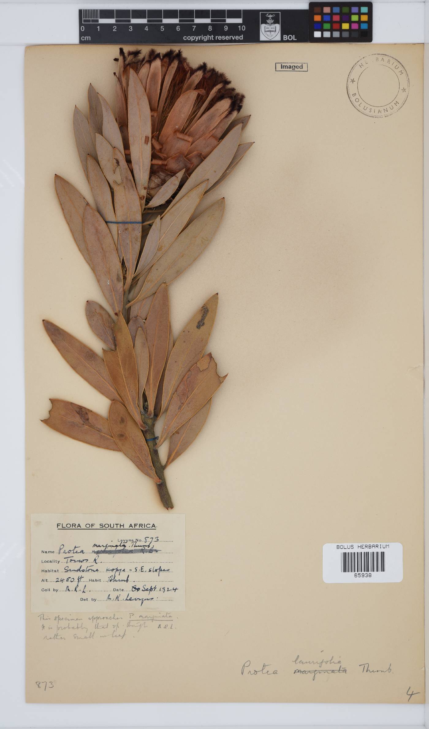 Protea laurifolia image