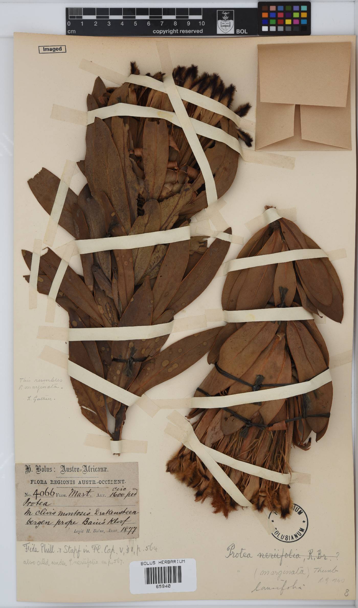 Protea laurifolia image